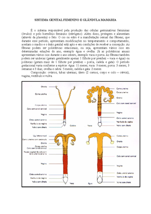 Sistema Genital Feminino - Sistema Genital Feminino Files Data Revisão ...