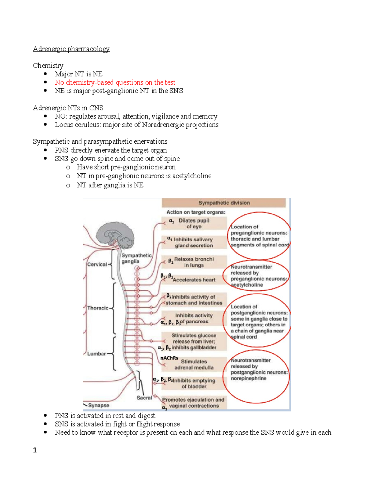 Exam 3 - Study Guide - Adrenergic Pharmacology Chemistry Major NT Is NE ...