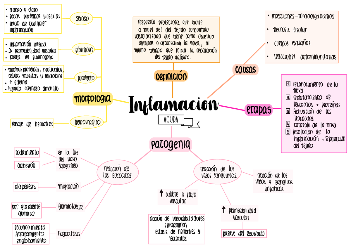 Inflamaci N Mapa Mental Inflamacion Aguda Claro Acoso Y Ycelulas | The ...