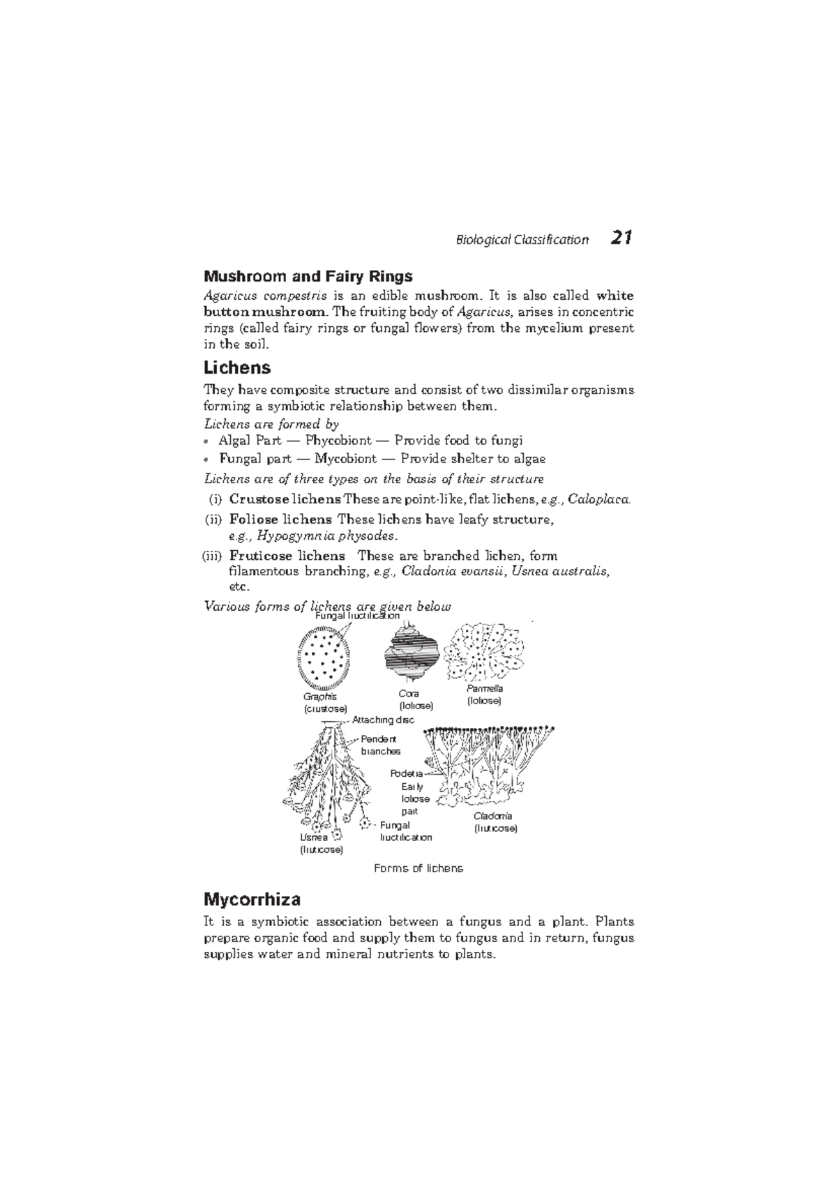 Mushroom and Fairy Rings Mushroom and Fairy Rings Agaricus compestris is an edible