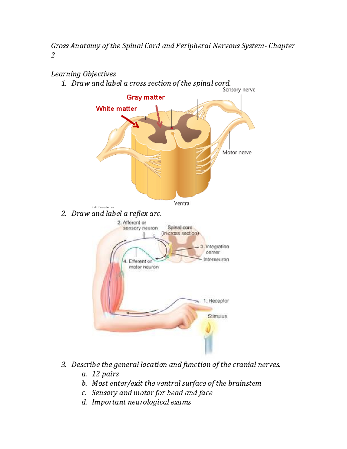 gross-anatomy-of-the-spinal-cord-and-peripheral-nervous-system-chapter