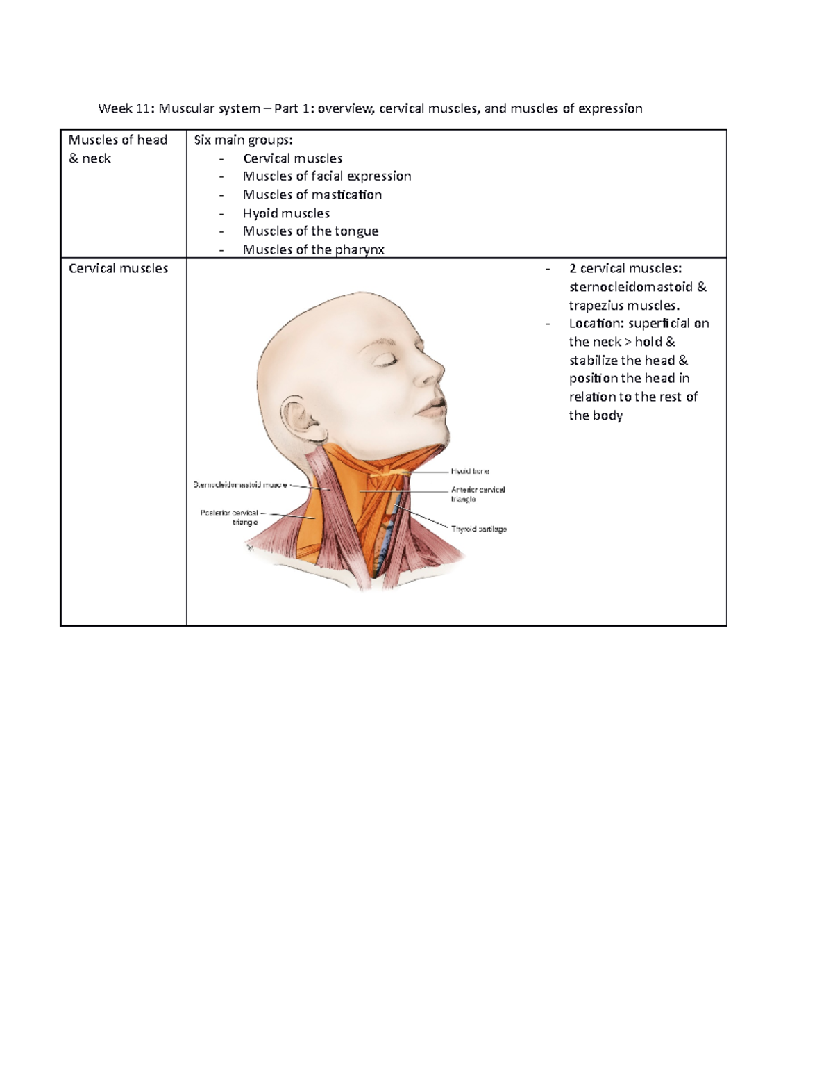 Week 11 - Muscular system of head & neck - Week 11: Muscular system ...