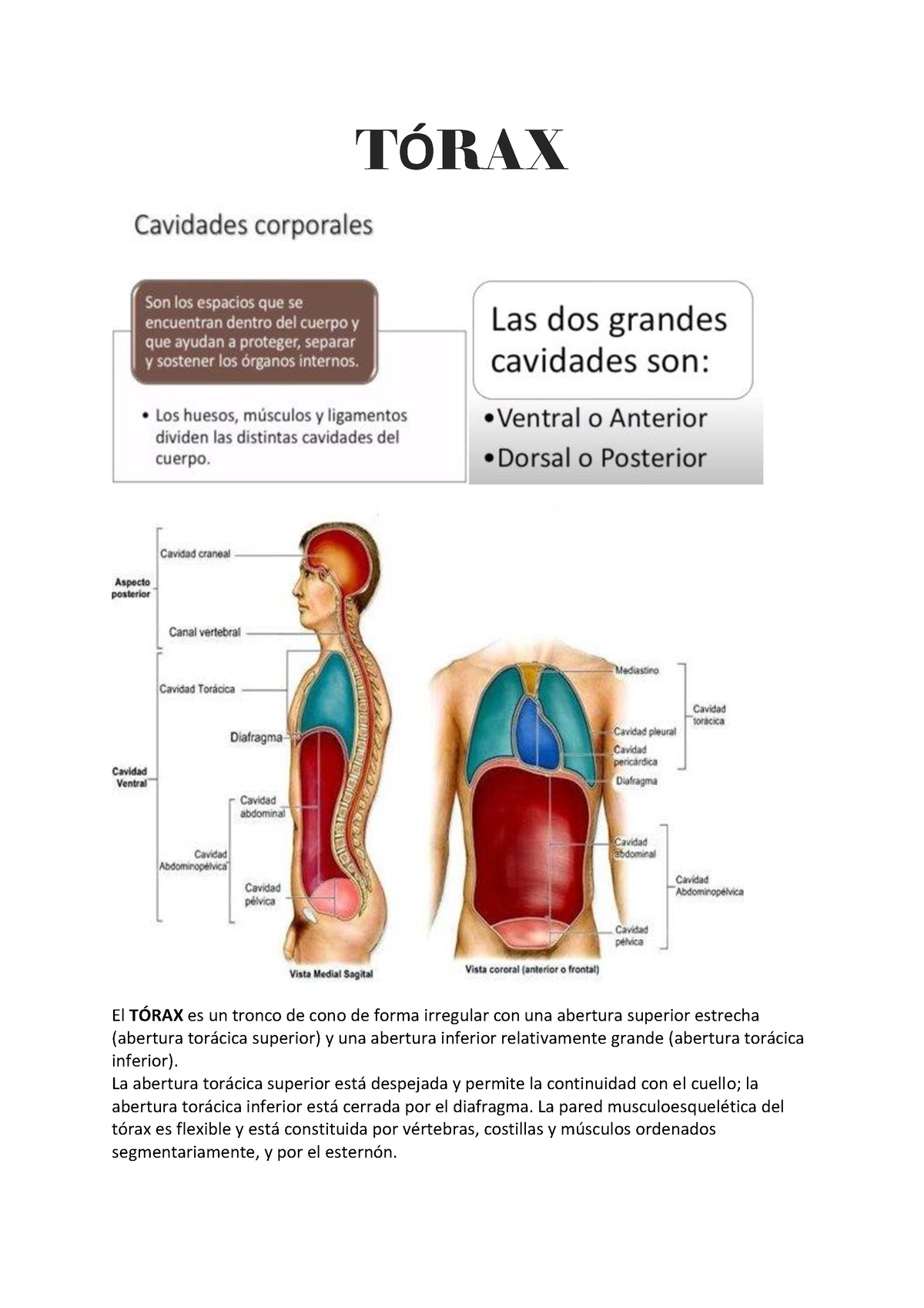 Anatomía DEL Tórax - T”RAX El T”RAX Es Un Tronco De Cono De Forma ...