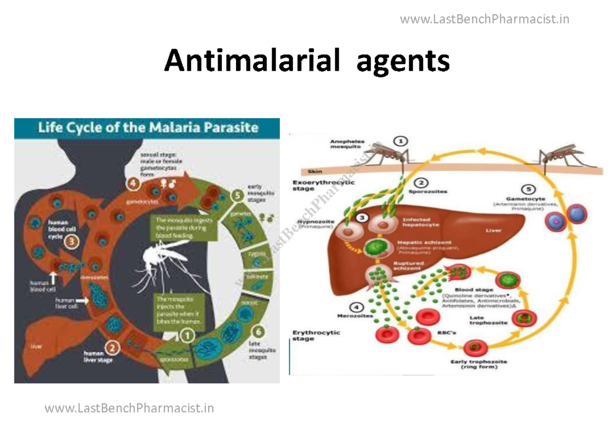 Medicinal chemistry notes - LastBenchPharmacist Antimalarial agents 1 ...