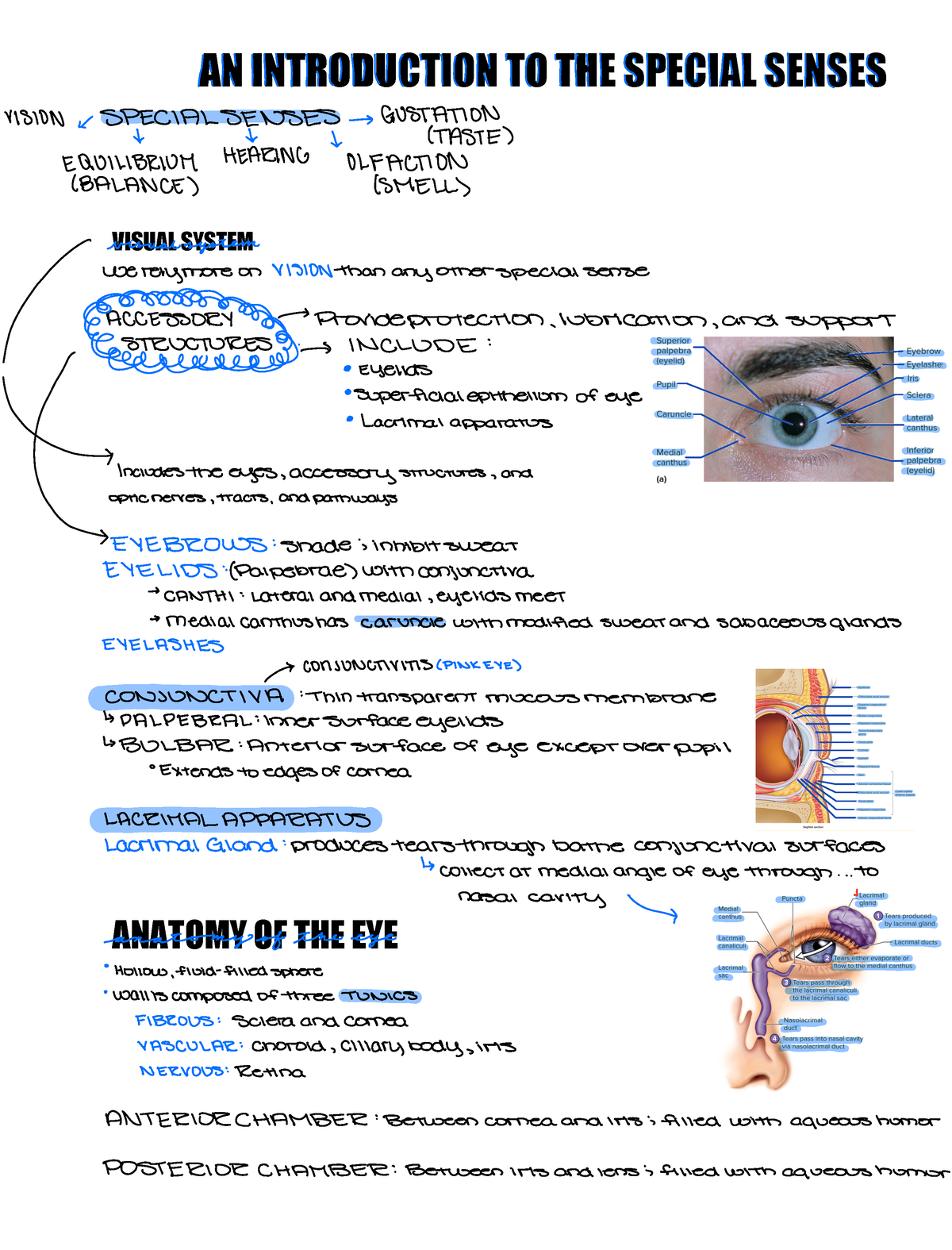 Unit One, Ch15 - Chapter 15 lecture notes - AN INTRODUCTION TO THE ...