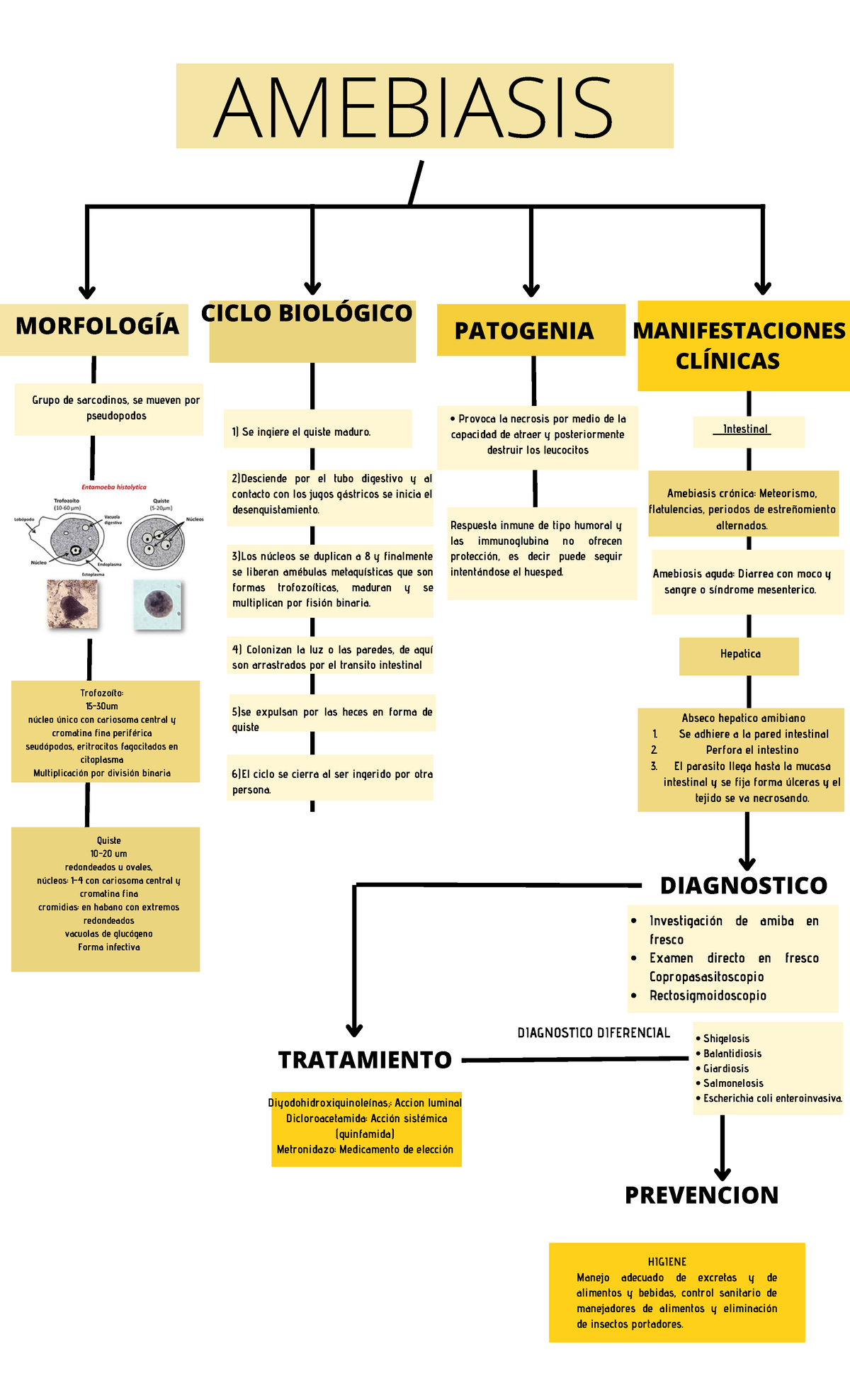 Amebiasis - MORFOLOGÍA AMEBIASIS CICLO BIOLÓGICO MANIFESTACIONES ...