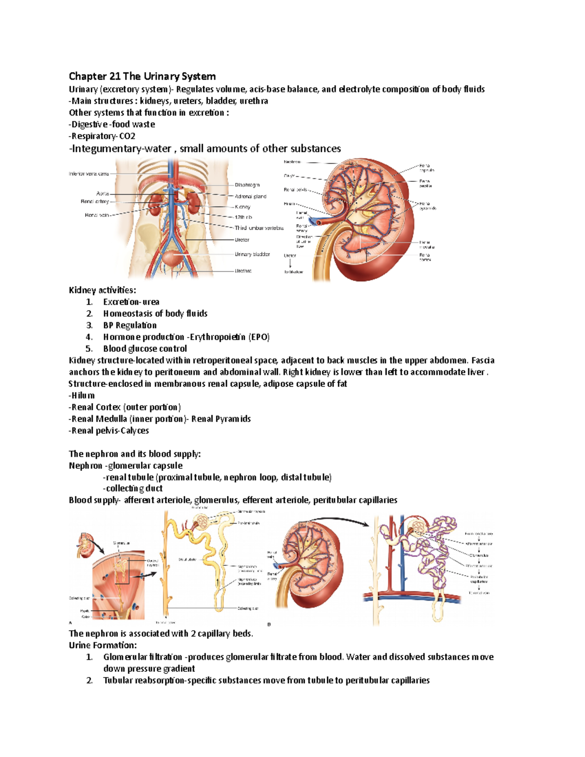 Chapter 21 The Urinary System - Chapter 21 The Urinary System Urinary ...