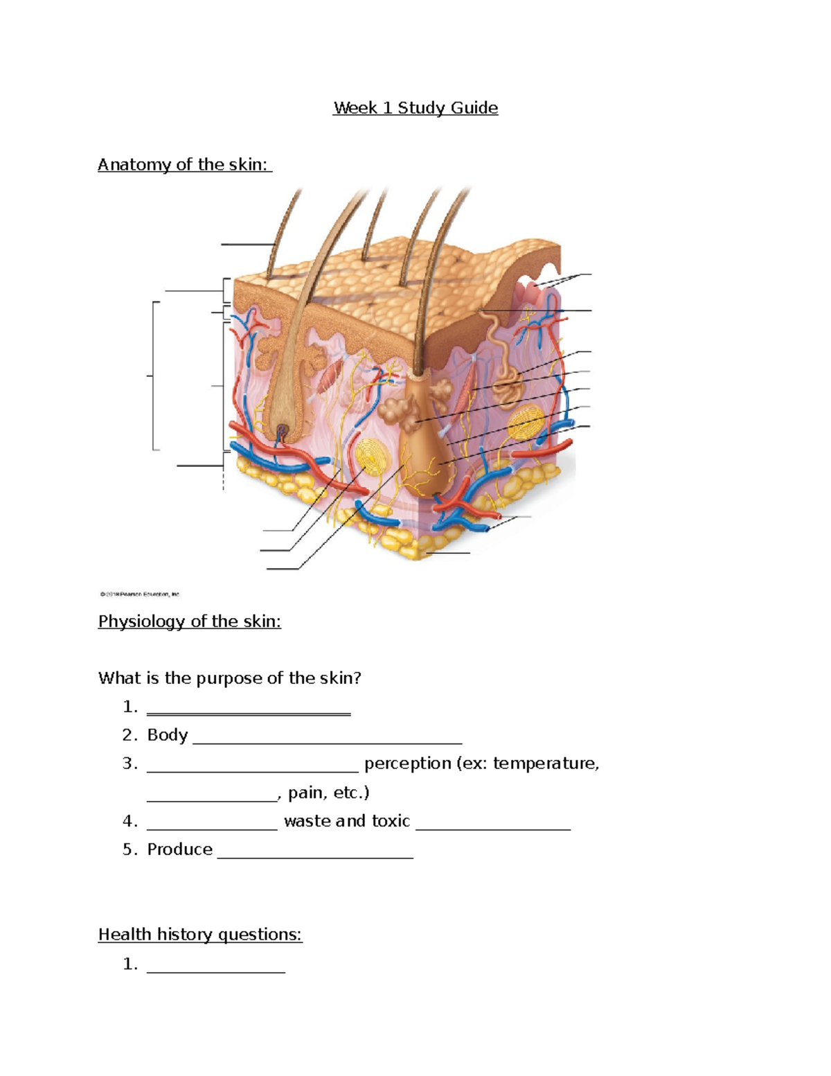 Week 1 Study Guide - Week 1 Study Guide Anatomy of the skin: Physiology ...
