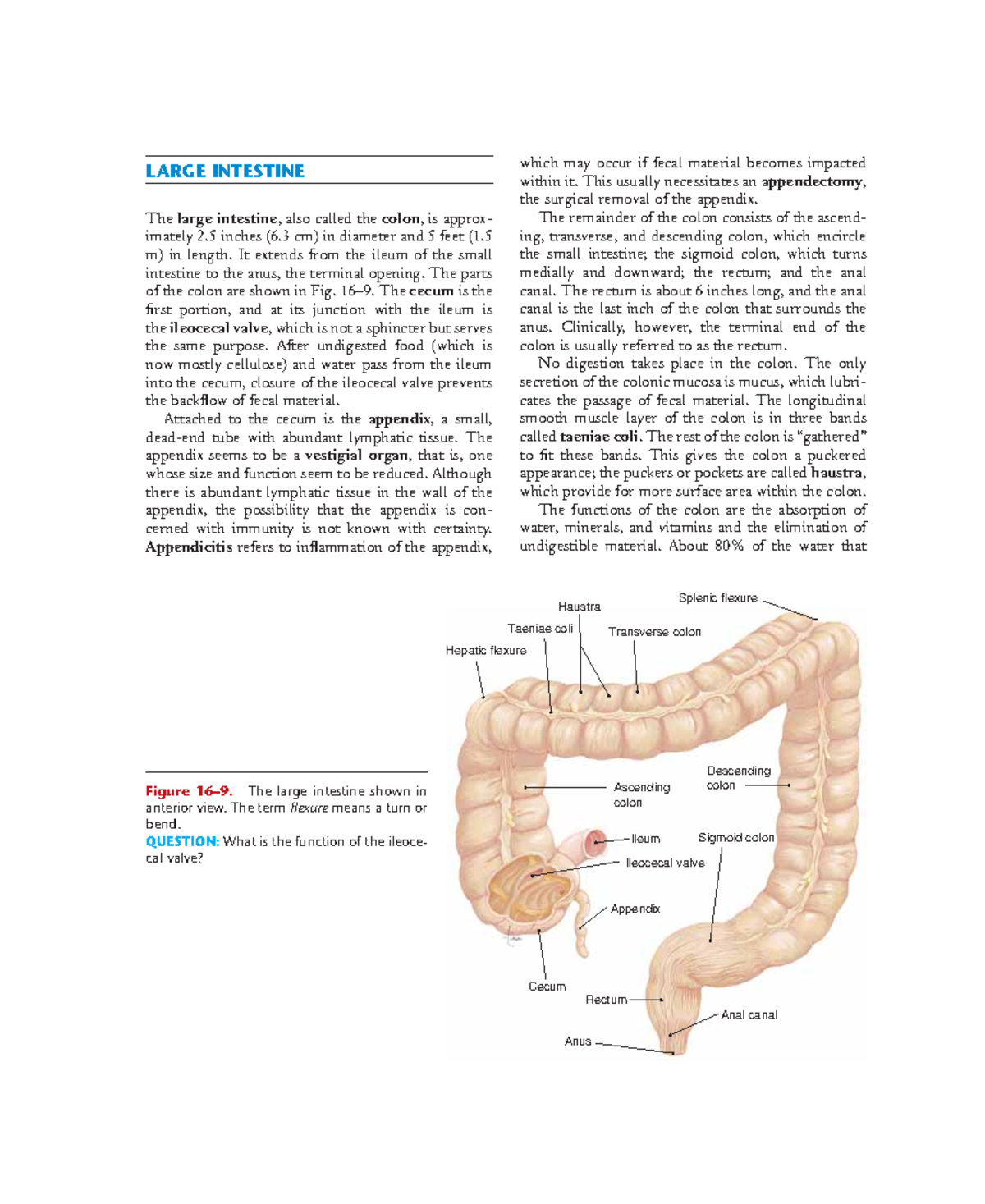 Anatomy Biology - Essential OF Psysiology 43 - LARGE INTESTINE The ...