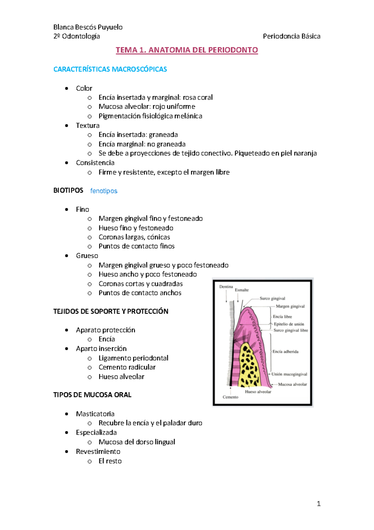 Periodoncia Bons Odontolog A Periodoncia B Sica Tema Anatomia Del Periodonto