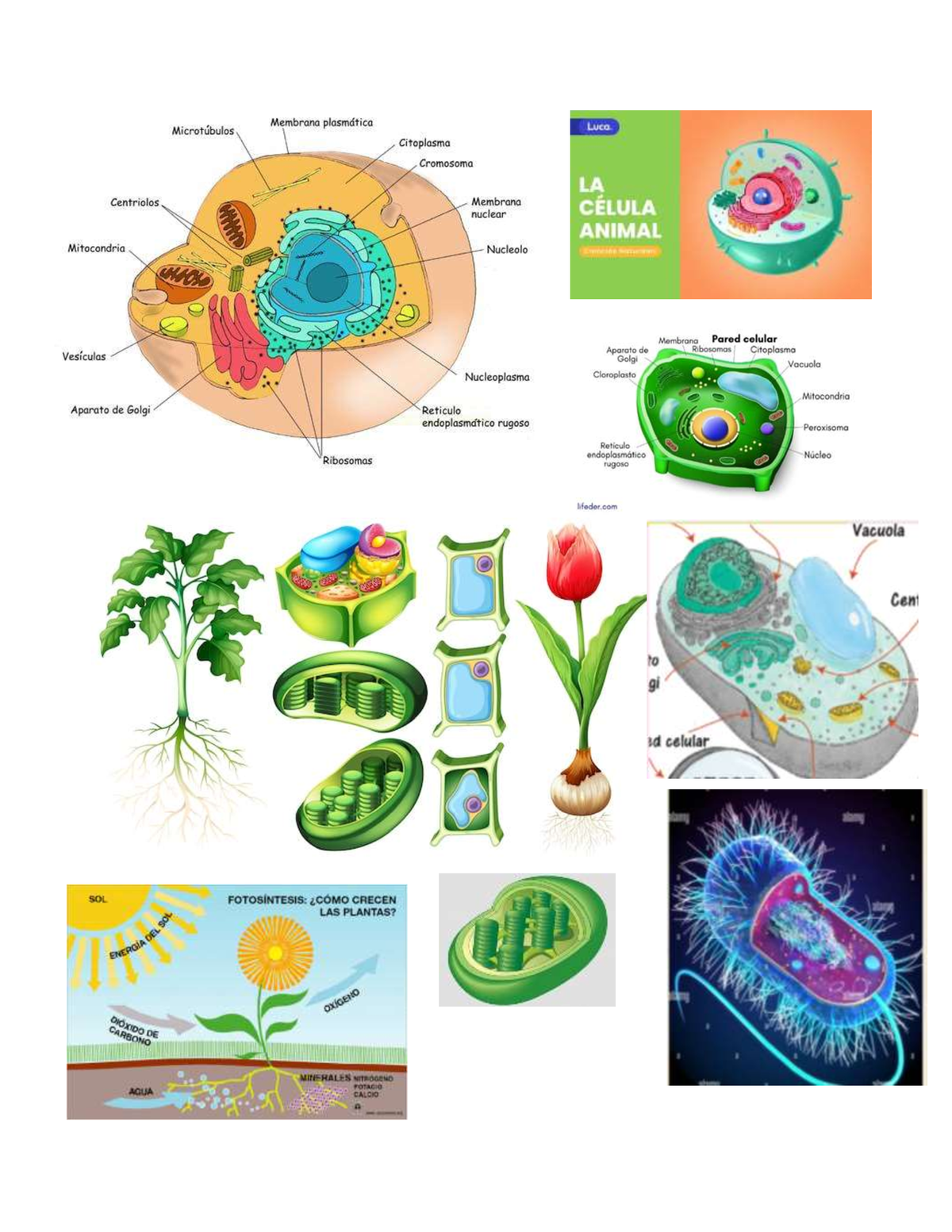 Apuntes Biologia - Biología Celular - Studocu