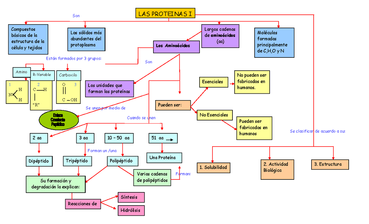 Aminoacidos Y Proteinas Mapa Conceptual Porn Sex Picture 1017