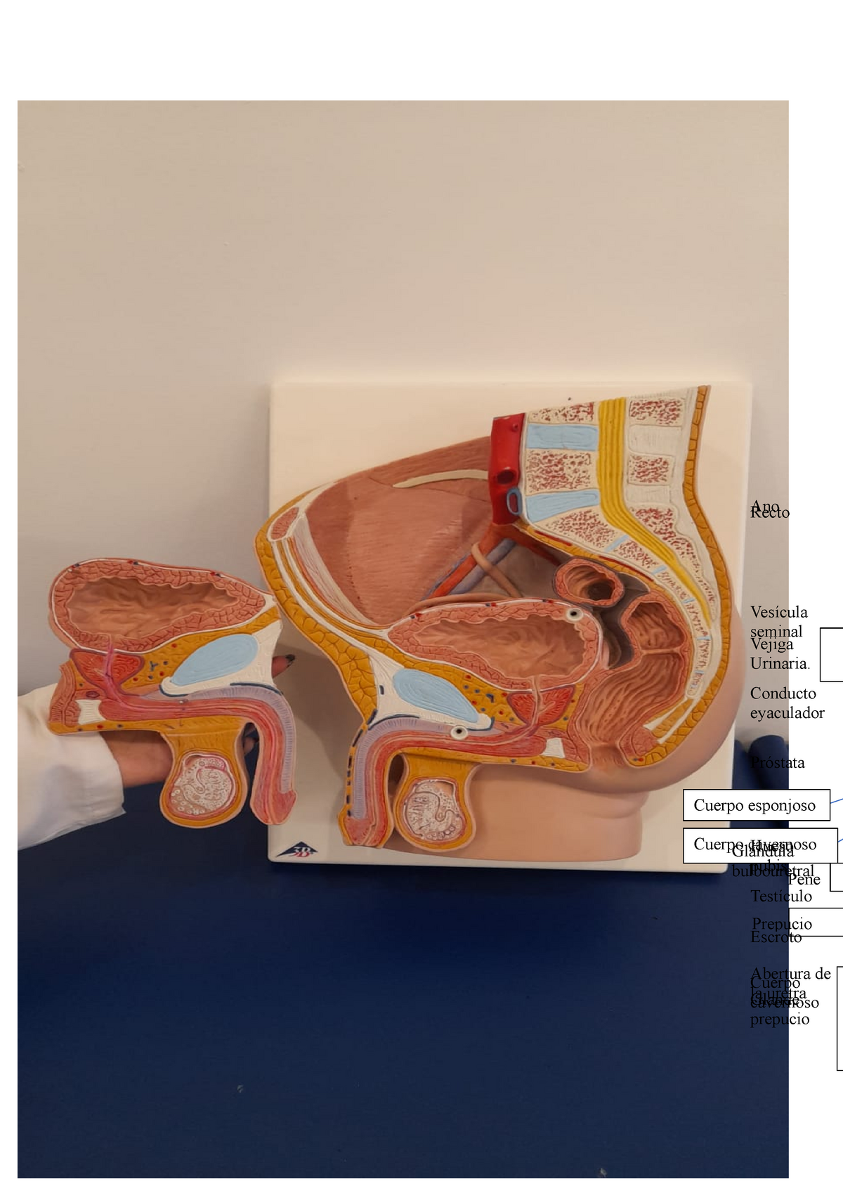 Actividad Anatomia Parte Cuerpo Esponjoso Cuerpo Cavernoso Prepucio Glande Prepucio