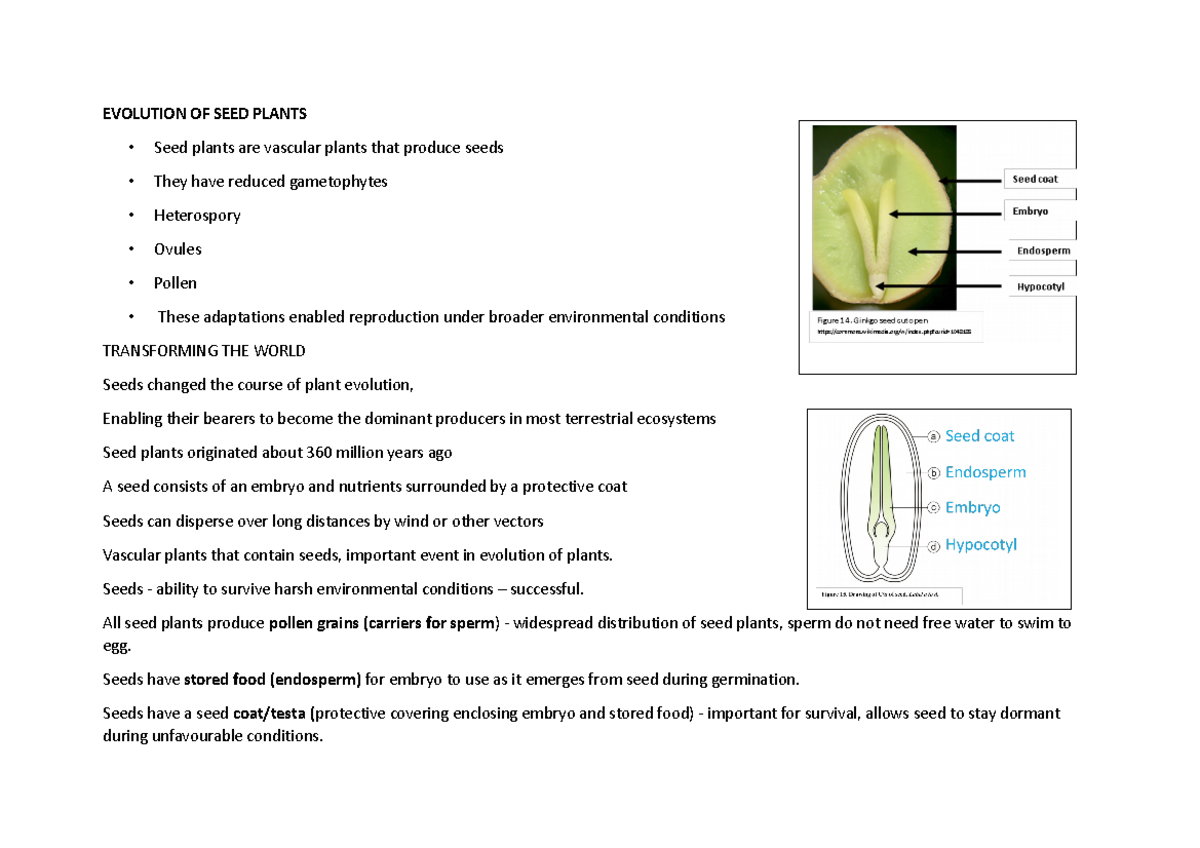SEED Plants lecture notes EVOLUTION OF SEED PLANTS Seed plants are