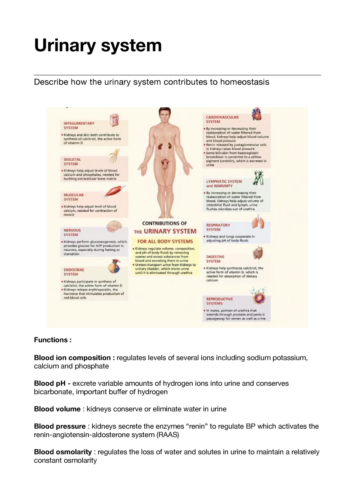 Urinary System Notes 7896 Uc Studocu