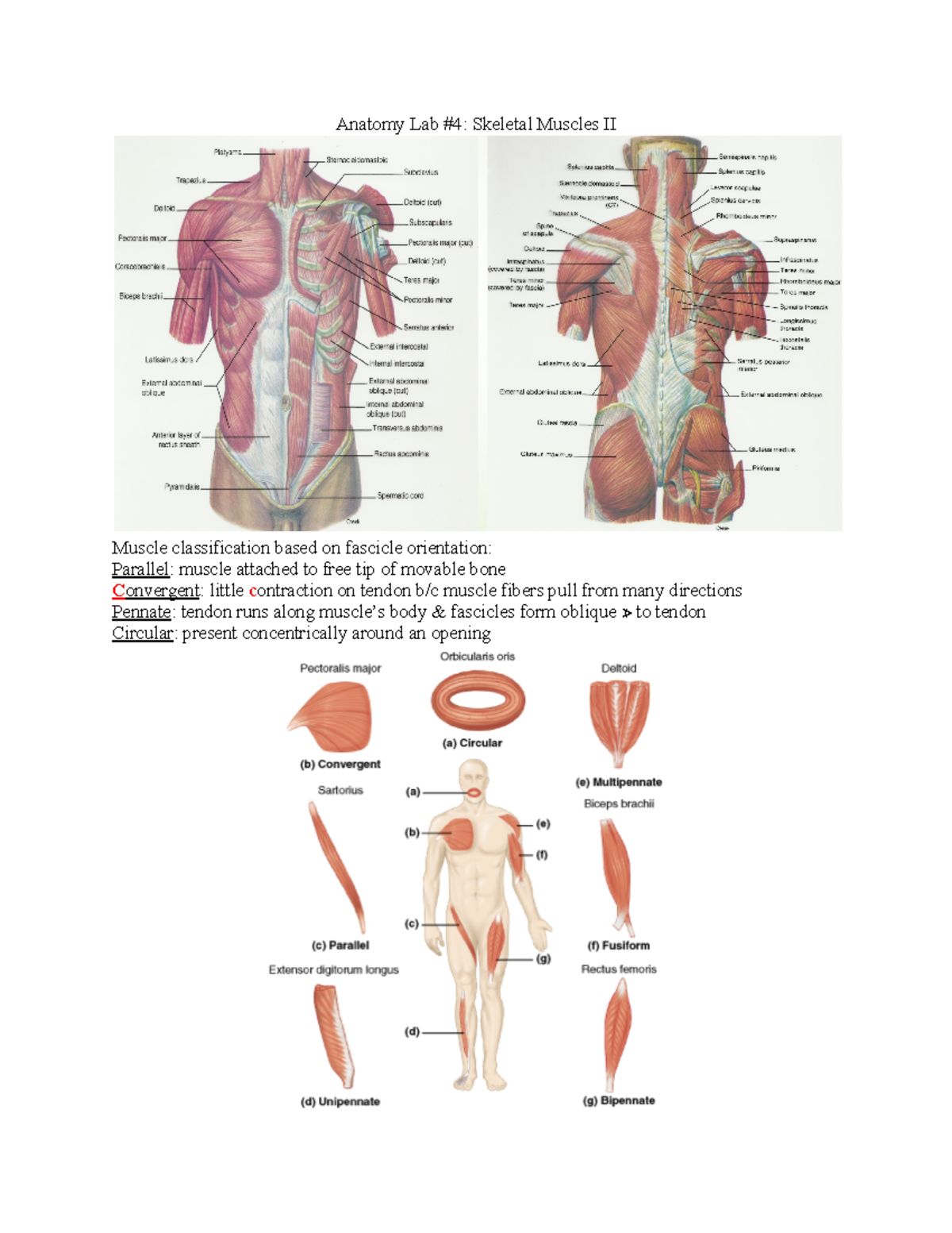 PHSC2302 Anatomy Lab #4 - Anatomy Lab #4: Skeletal Muscles II Muscle ...