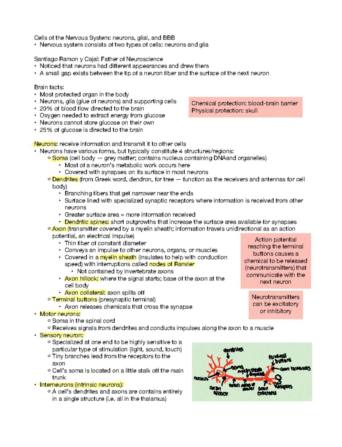 Chapter 1 Cells Of The Nervous System - Cells Of The Nervous System ...