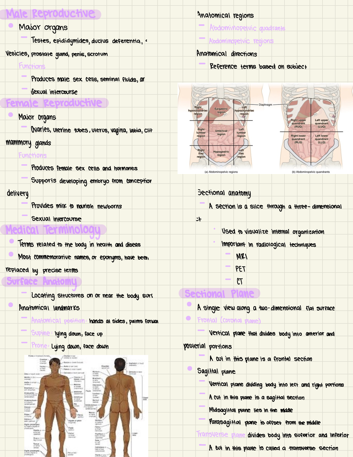 Notes - Male Reproductive Anatomical regions Major organs ...