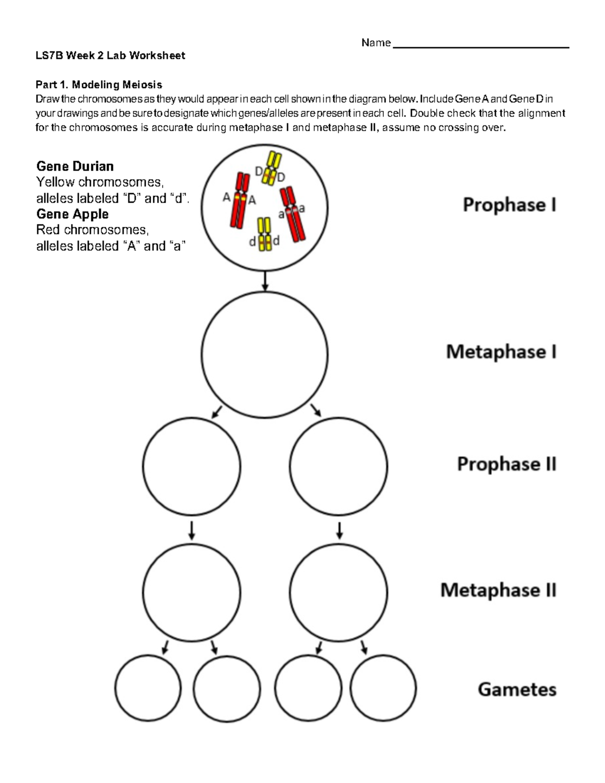 Week 2 - bio - Name LS7B Week 2 Lab Worksheet Part 1. Modeling Meiosis ...