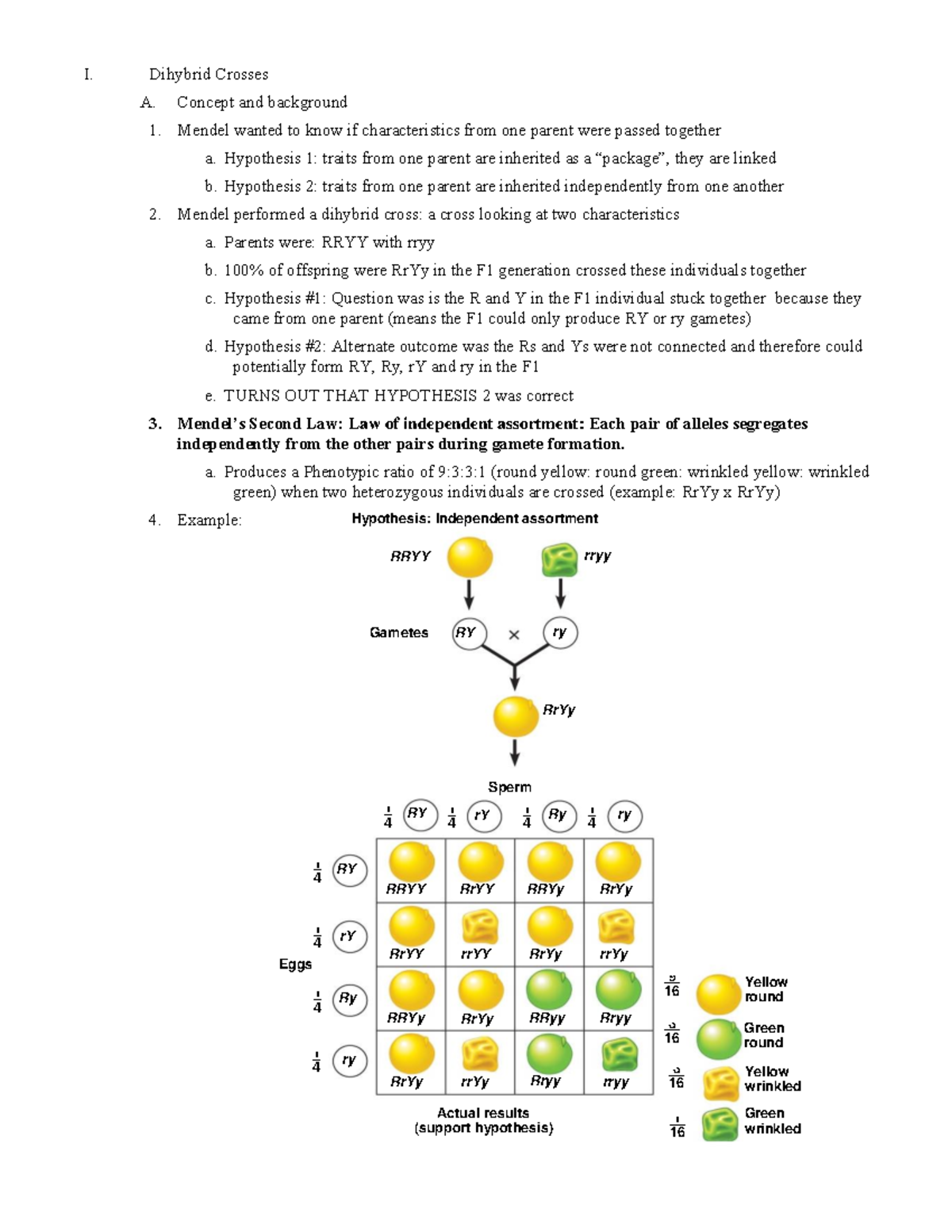 Notes Dihybrid Inheritance - Hypothesis: Independent Assortment 1 – 4 1 ...