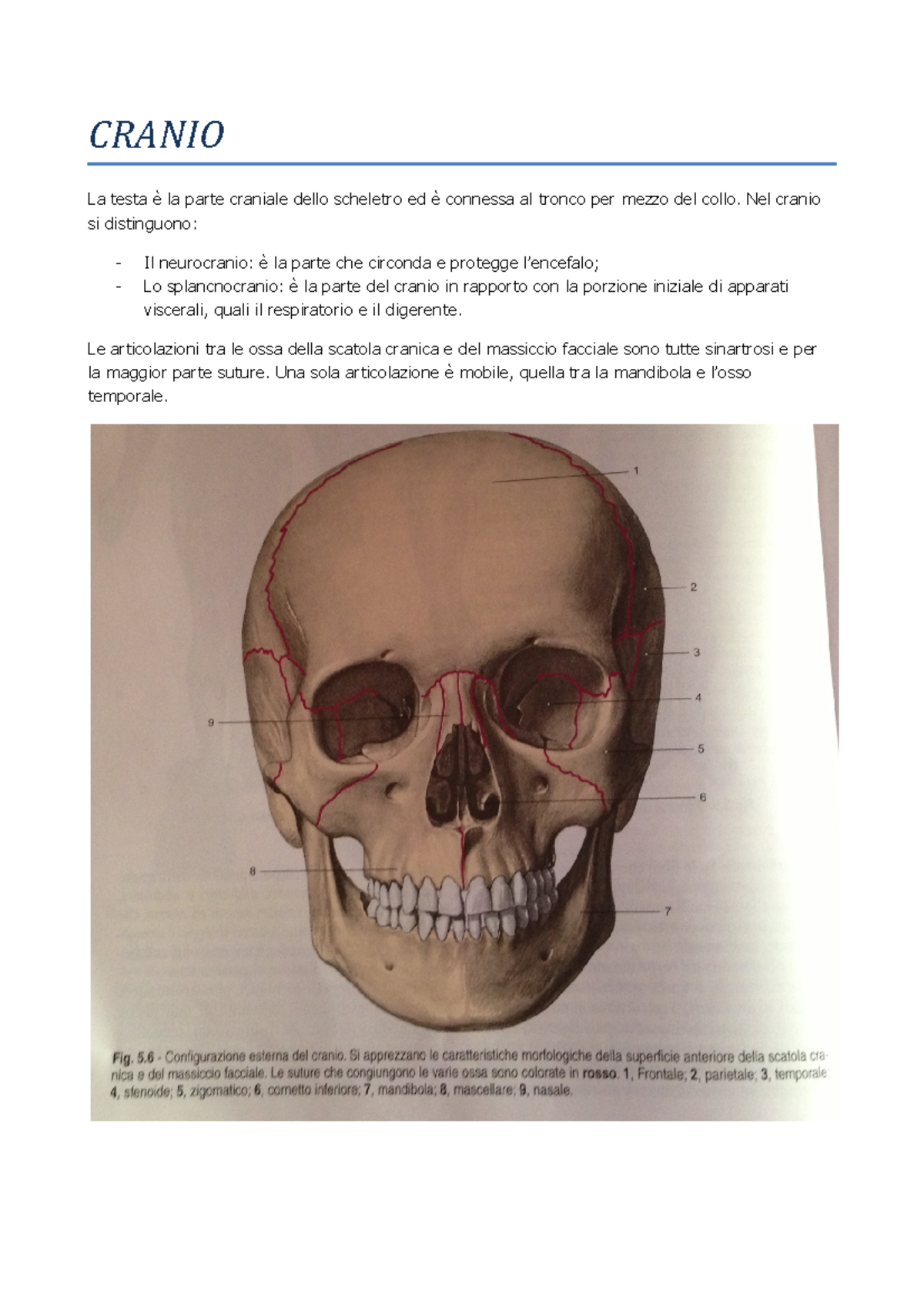 6 Cranio E Colonna Vertebrale - CRANIO La Testa La Parte Craniale Dello ...