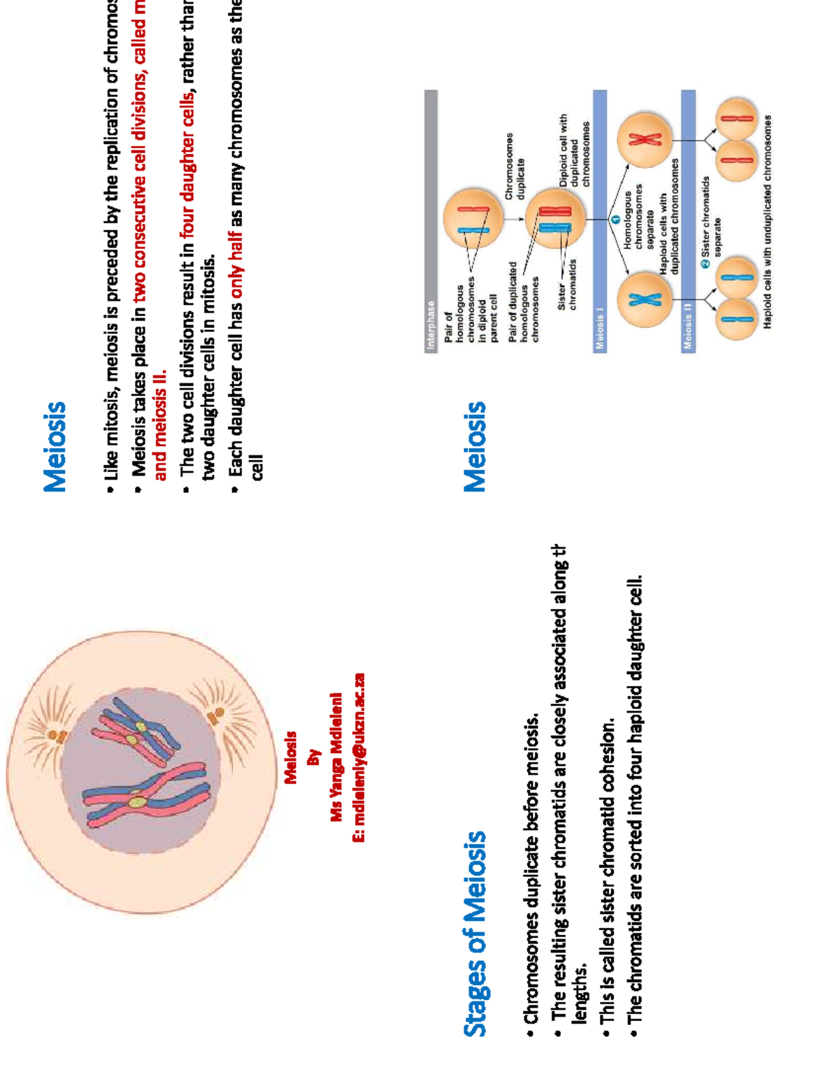 Meiosis - learning - BIOL101 - Studocu