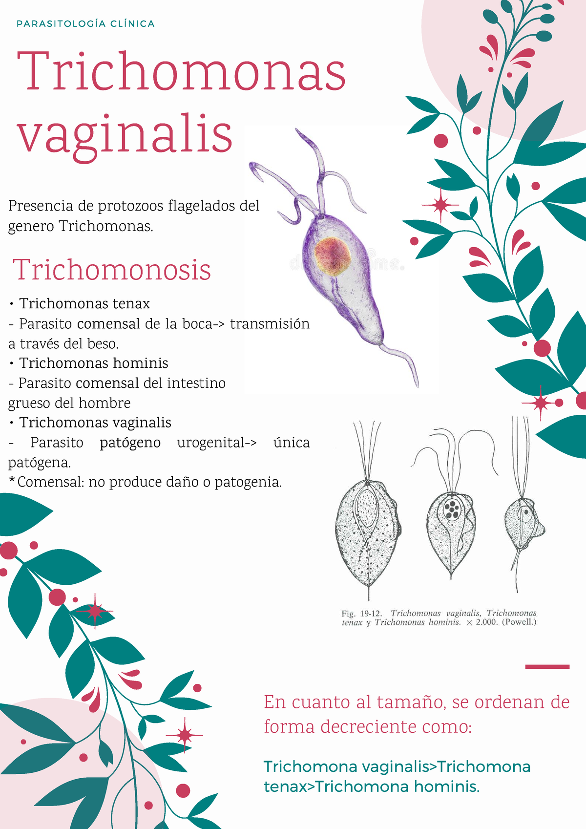 Trichomona vaginalis Parasitologia En cuanto al tamaño se ordenan de forma decreciente como