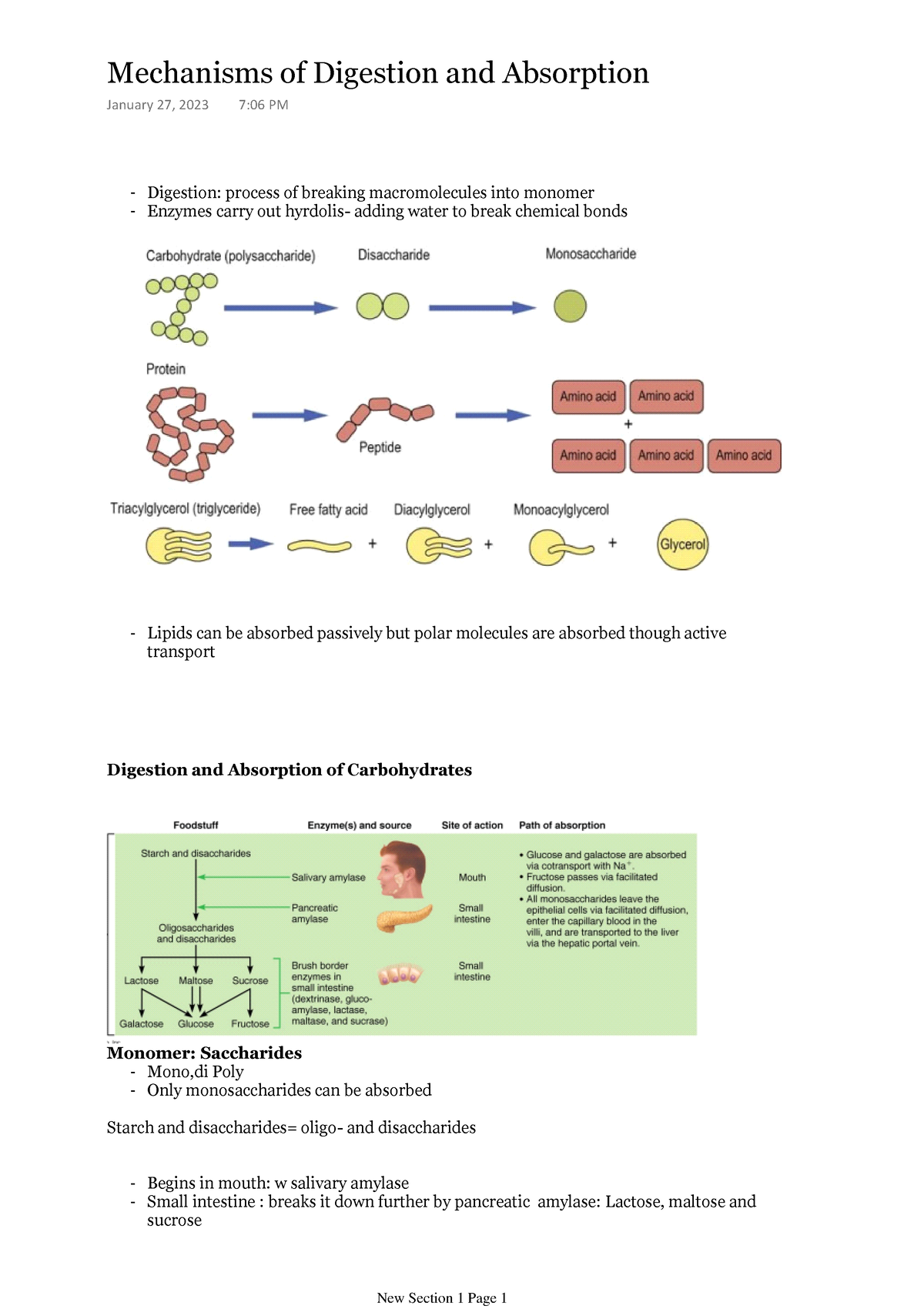 anp-1107-lecture-1-to-3-digestion-process-of-breaking