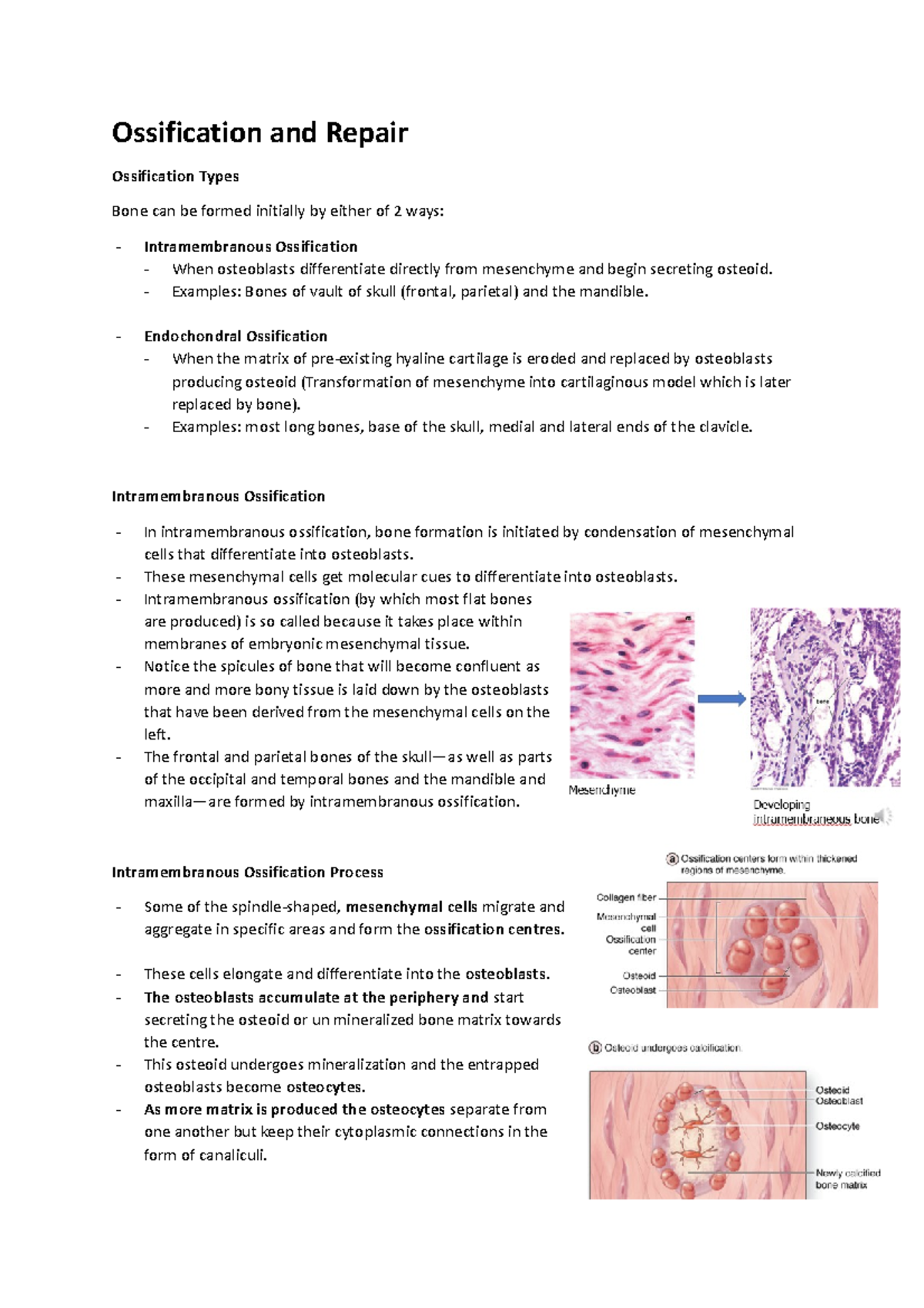 WEEK 4 - Ossification and Repair - Ossification and Repair Ossification ...