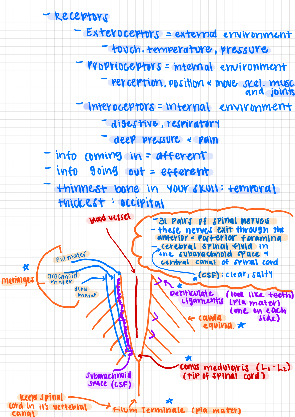 Anatomy Lecture Exam 7 - Receptors - Exteroceptors = External 