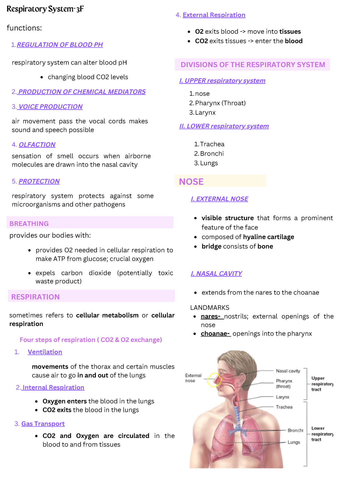 Anaphy- Respiratory System - Respiratory System- 3F functions ...