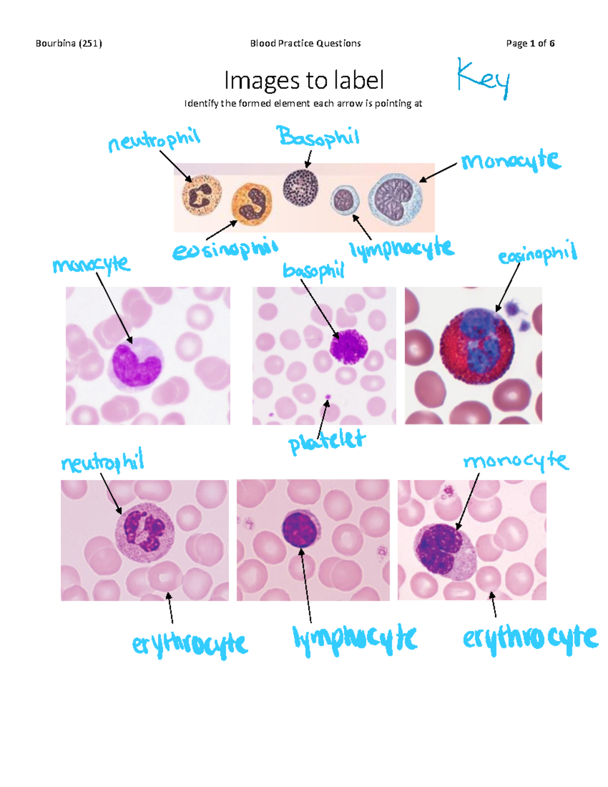 blood-practice-questions-images-to-label-identify-the-formed-element