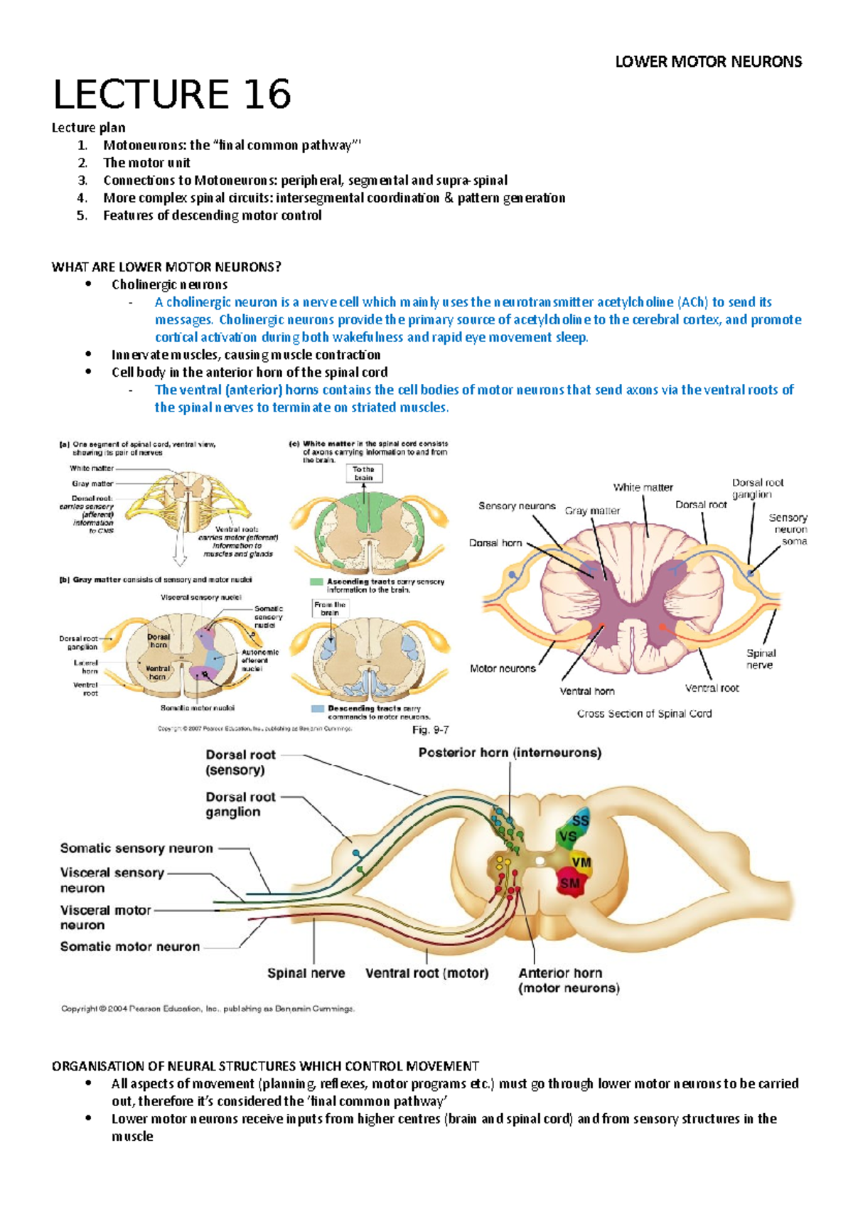 Lecture 16 - 2018 NEUR30003 - LECTURE 16 LOWER MOTOR NEURONS Lecture ...