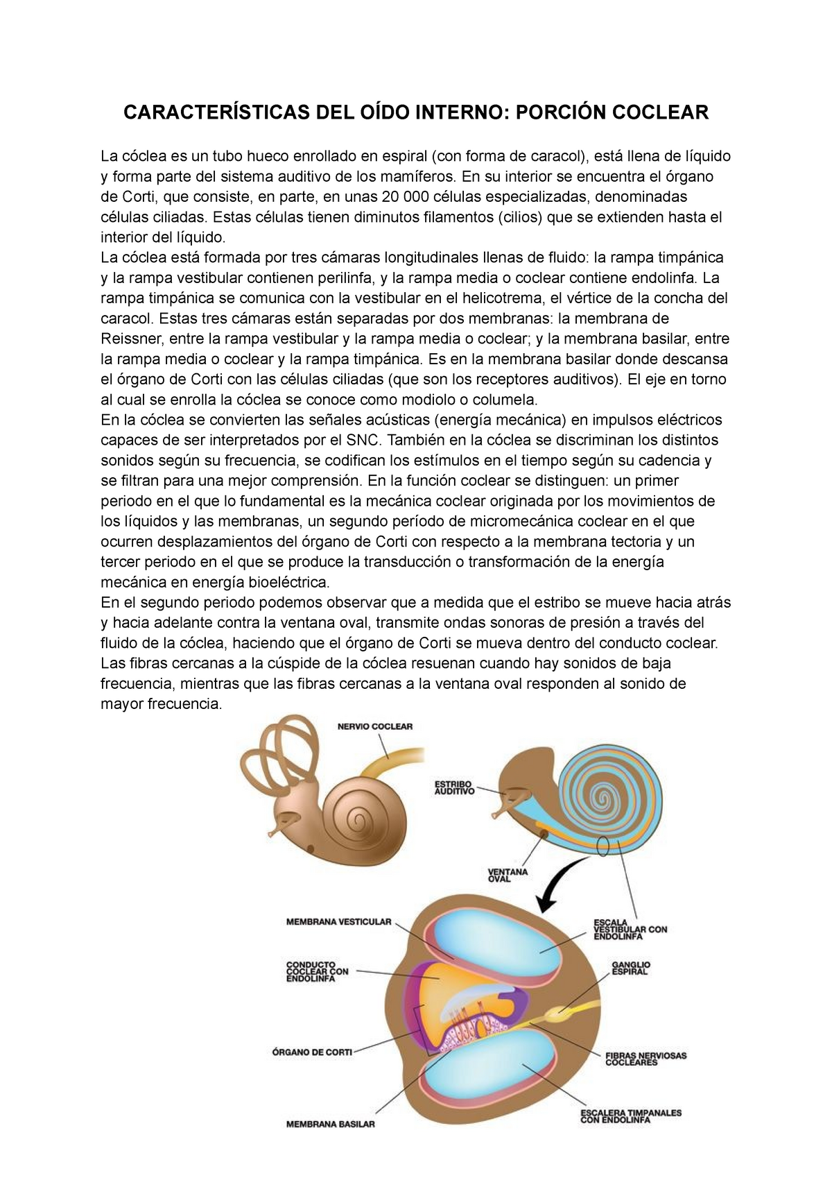 conducto coclear