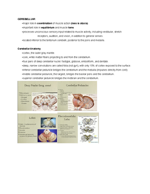 Brainstem: Medulla, Pons, and Midbrain - BRAINSTEM: MEDULLA, PONS, and ...