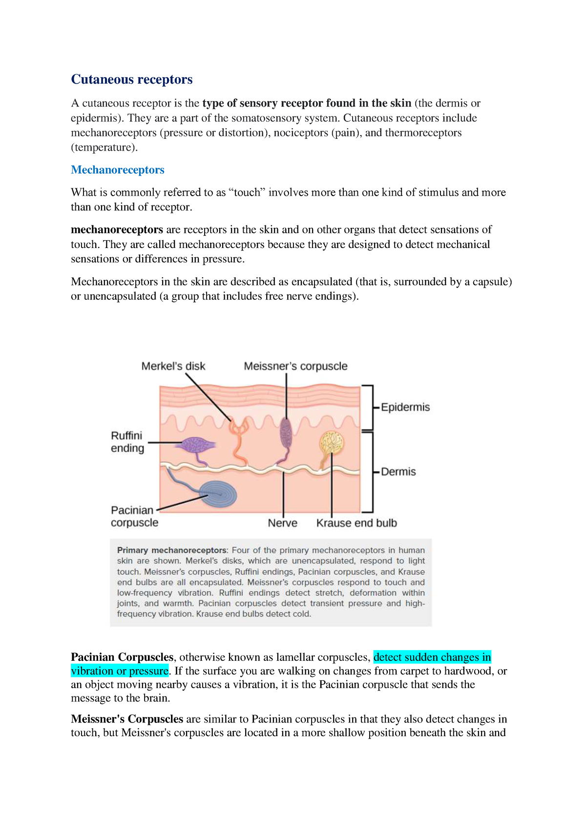 cutaneous-receptors-semester-2-kerala-university-bsc-psychology