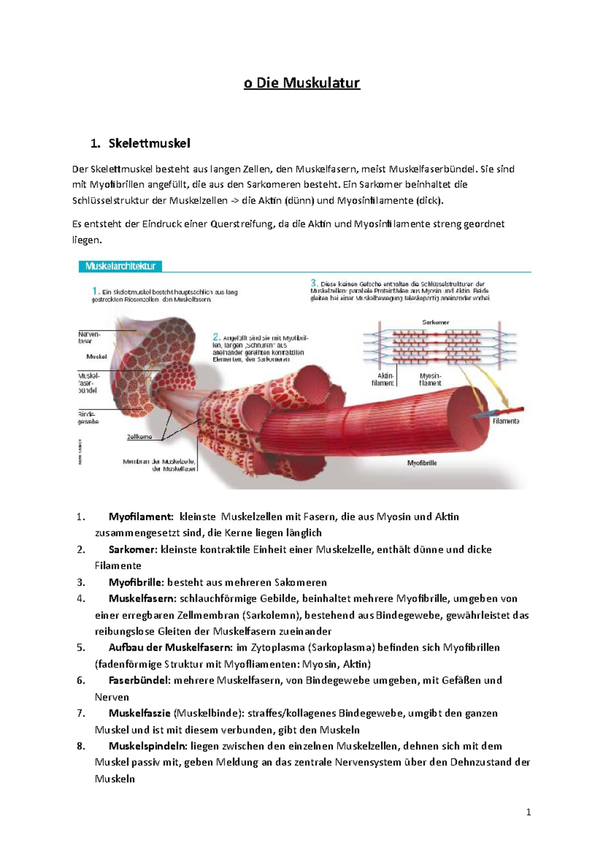 Physiologie Zusammenfassung O Die Muskulatur 1 Skelettmuskel Der