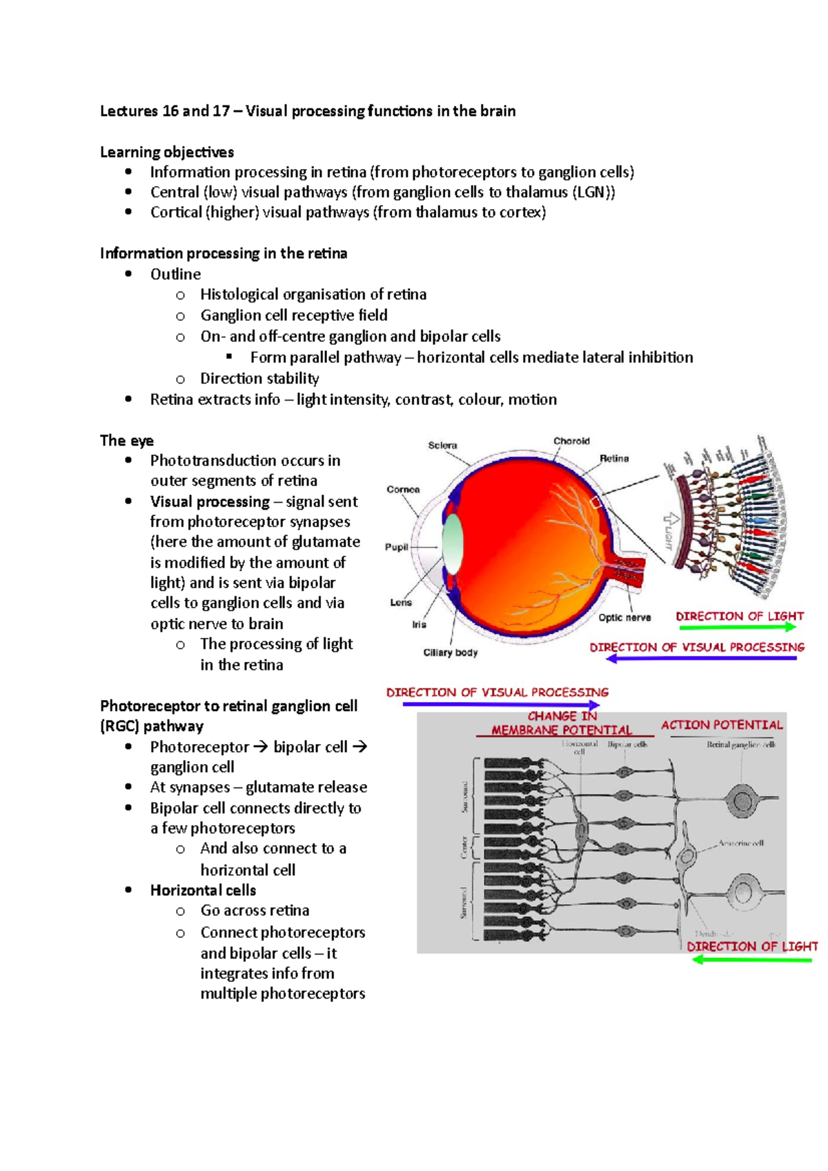 Visual processing functions in the brain - Lectures 16 and 17 – Visual ...