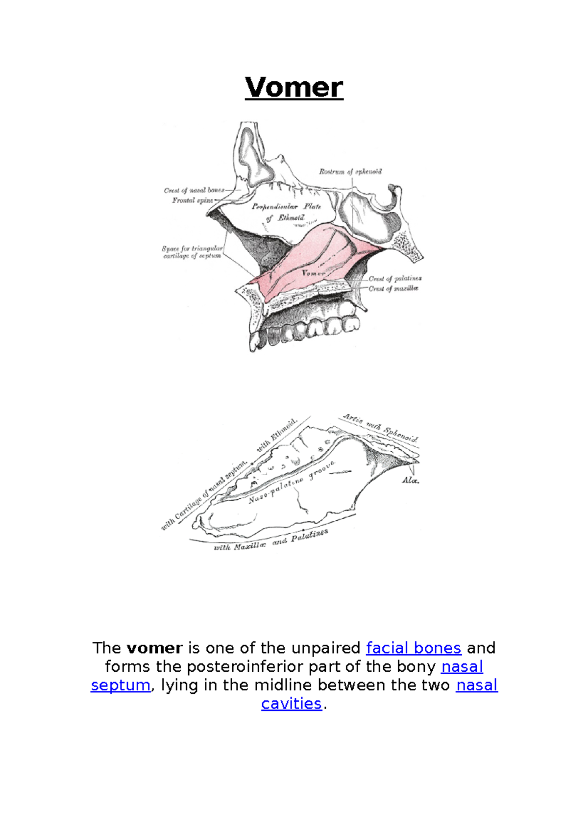 Cranial Bones - Vomer Bone - Vomer The vomer is one of the unpaired ...