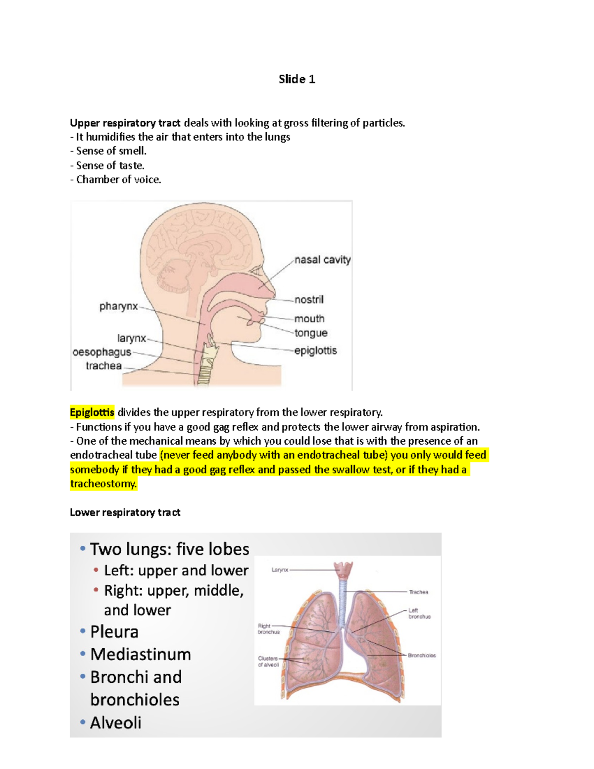 Test 1 Medsurg - Bmcc 2023 - Slide 1 Upper Respiratory Tract Deals With 