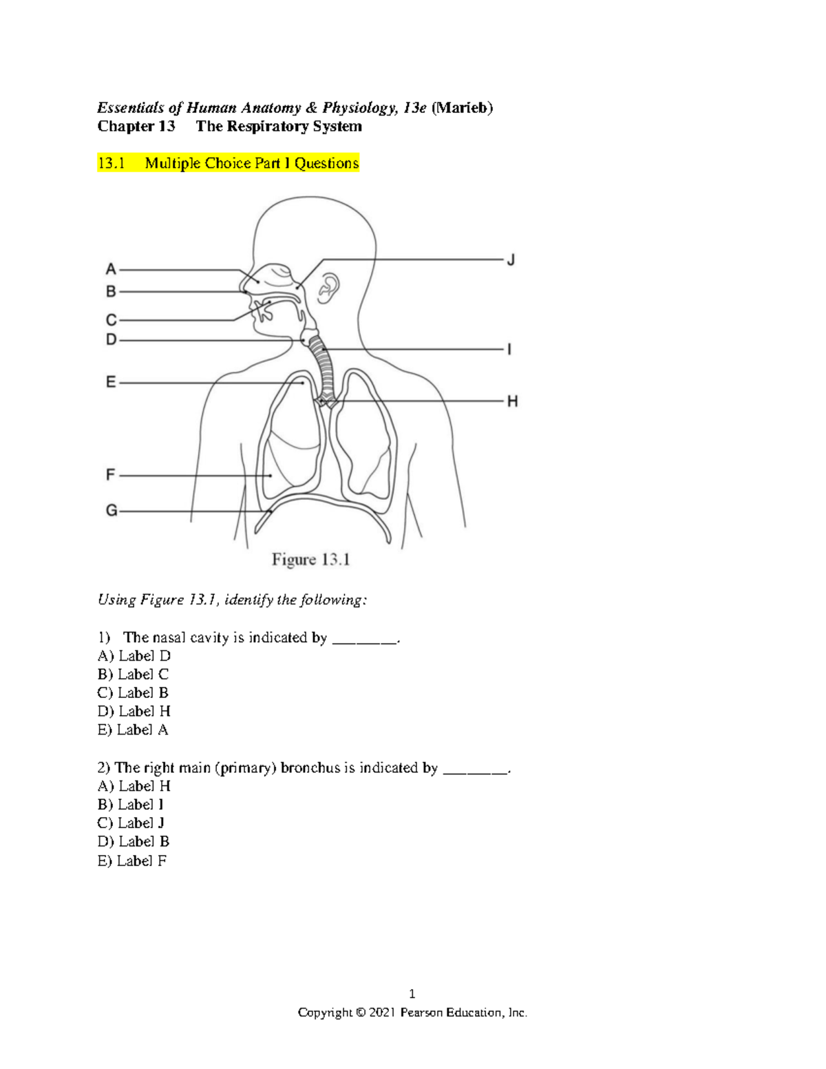 Respiratory system revision Q&A - 1 Essentials of Human Anatomy ...