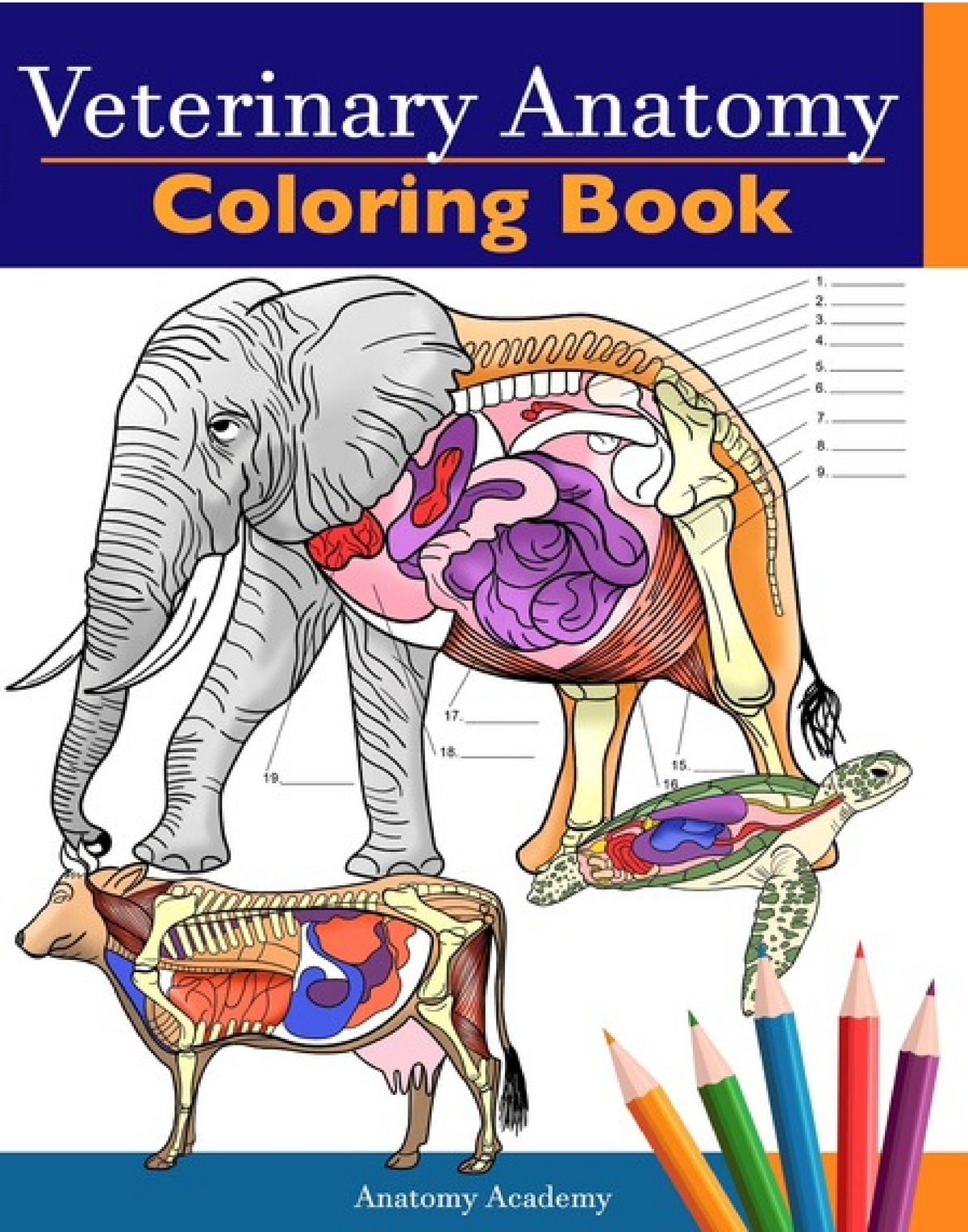 Veterinary anatomy coloring book para colorear   PDFLibrary this ...