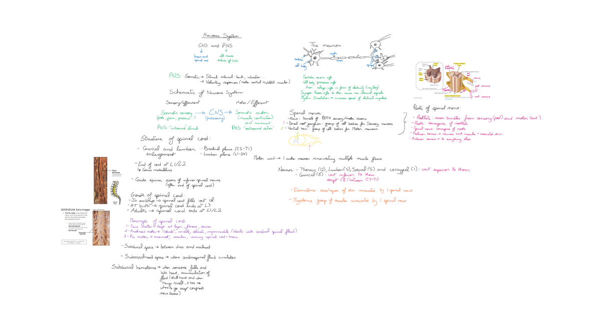 Lec 3 anatomy - summary of lecture 3 with pictures - Nervous System CNS ...