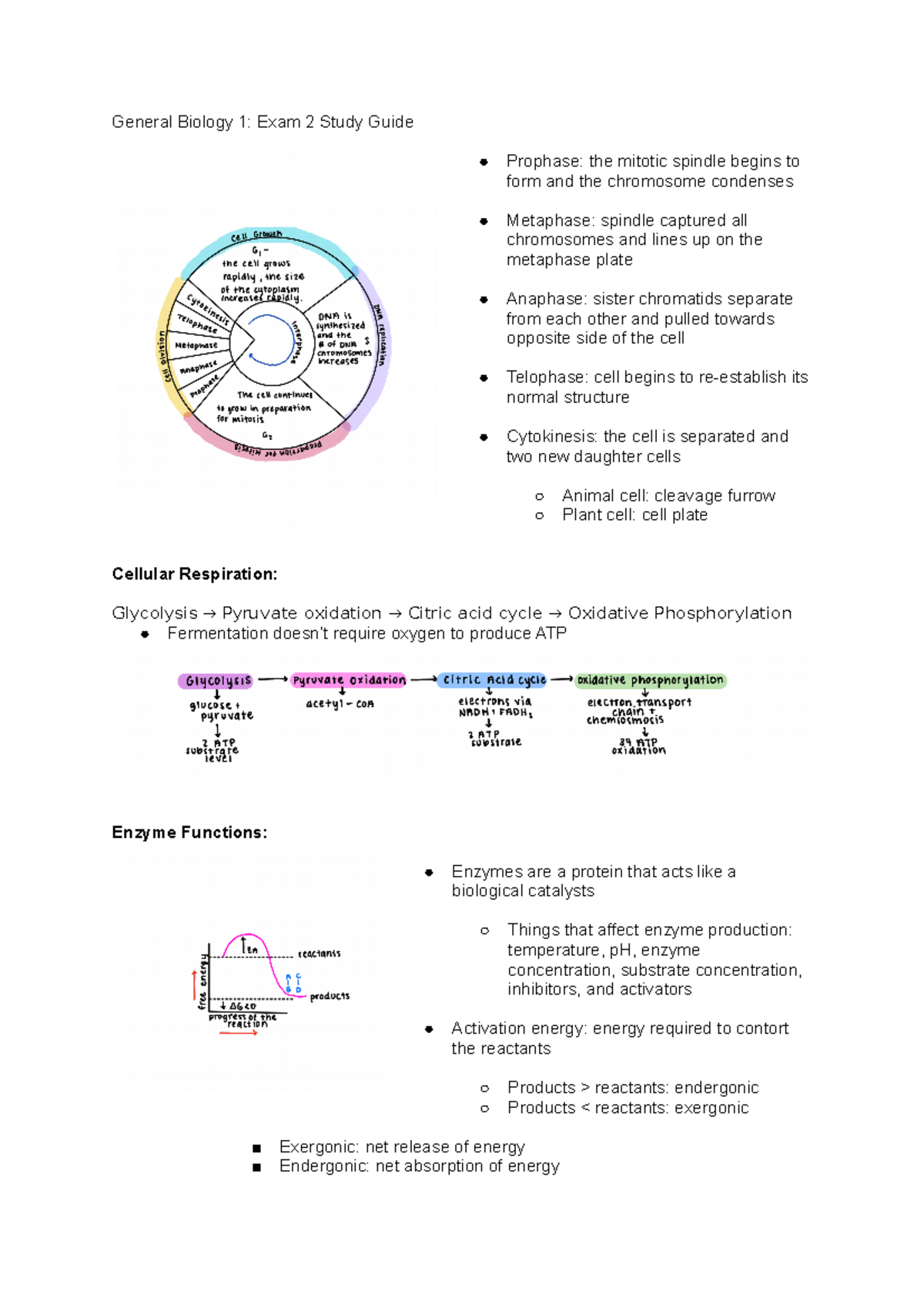 General Biology 1 Exam 2 Study Guide - General Biology 1: Exam 2 Study ...