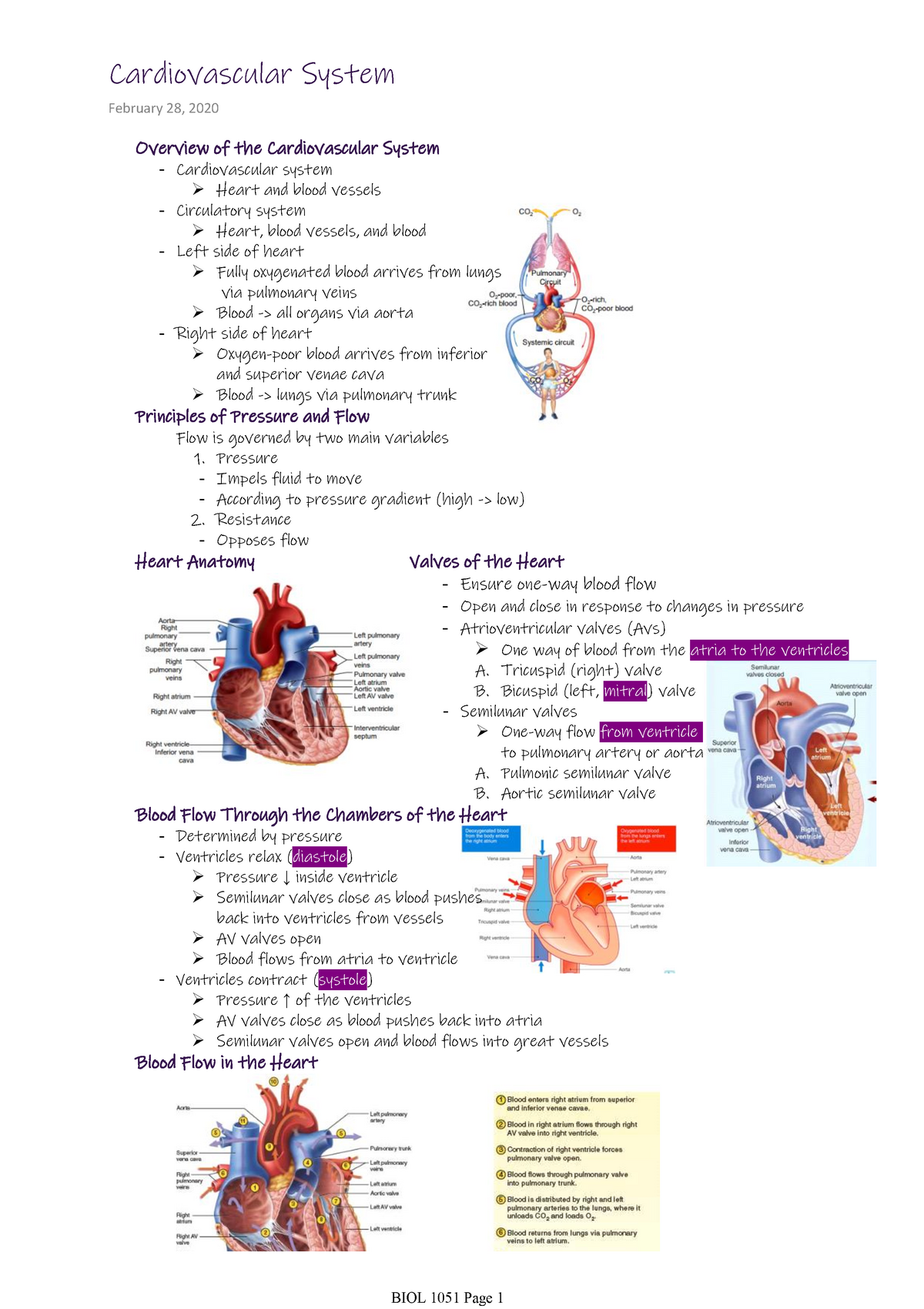 Cardiovascular System - Pressureimpels Fluid To Moveaccording To 