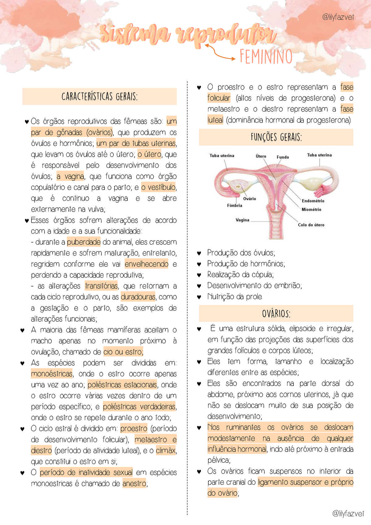 Sistema Reprodutor Feminino Os órgãos Reprodutivos Das Fêmeas São Um Par De Gônadas Ovários 0620
