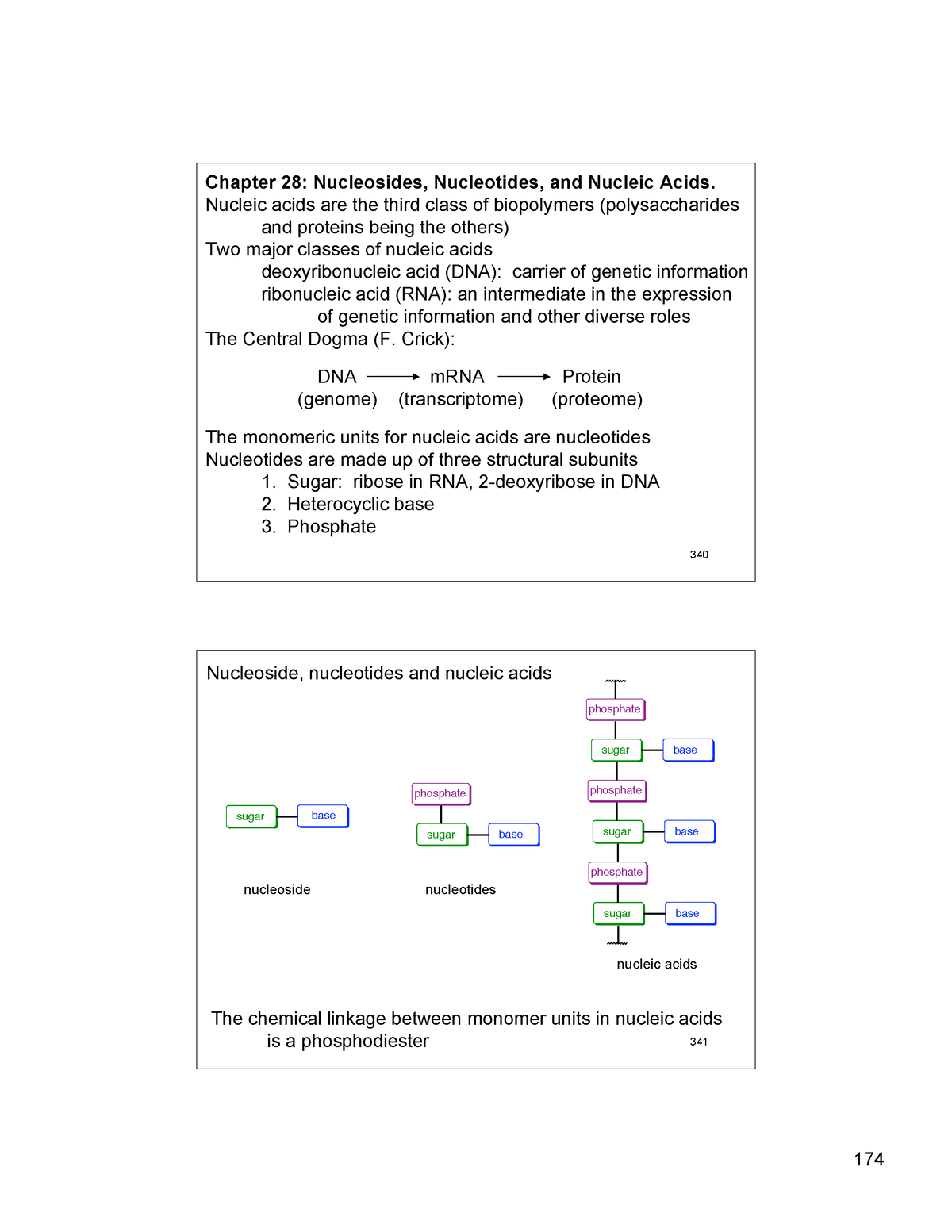 Nucleic acid file - PRACTICAL NOTES - 340 Chapter 28: Nucleosides ...