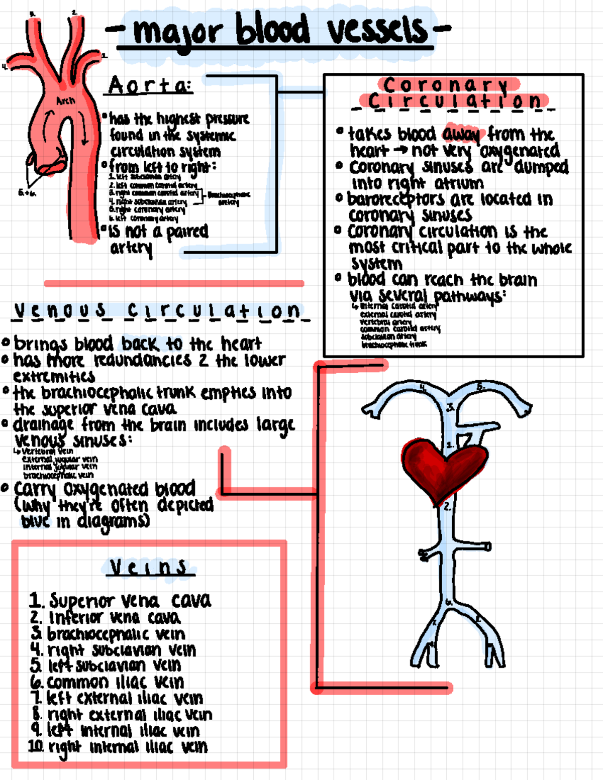 Major Blood Vessels Sheet - j . major blood vessels Aorta : coronary c ...