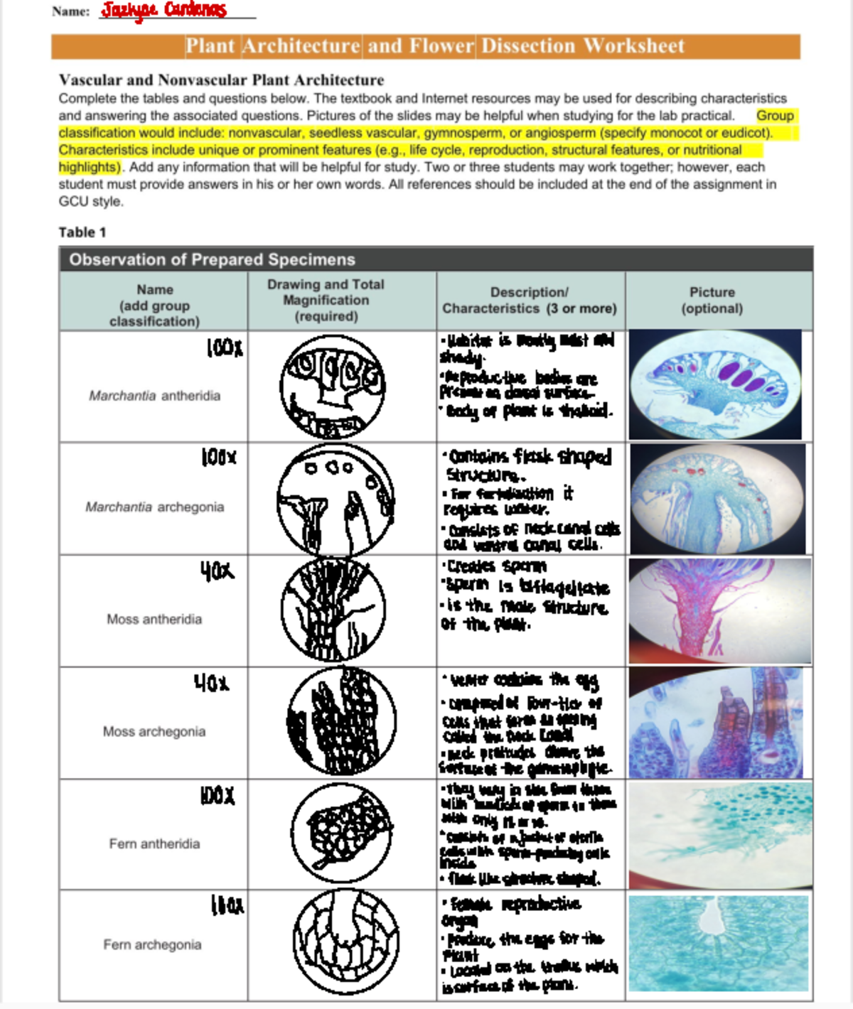 Plant And Flower Disection Worksheet J - Jazlyne Cardenas 108X ...