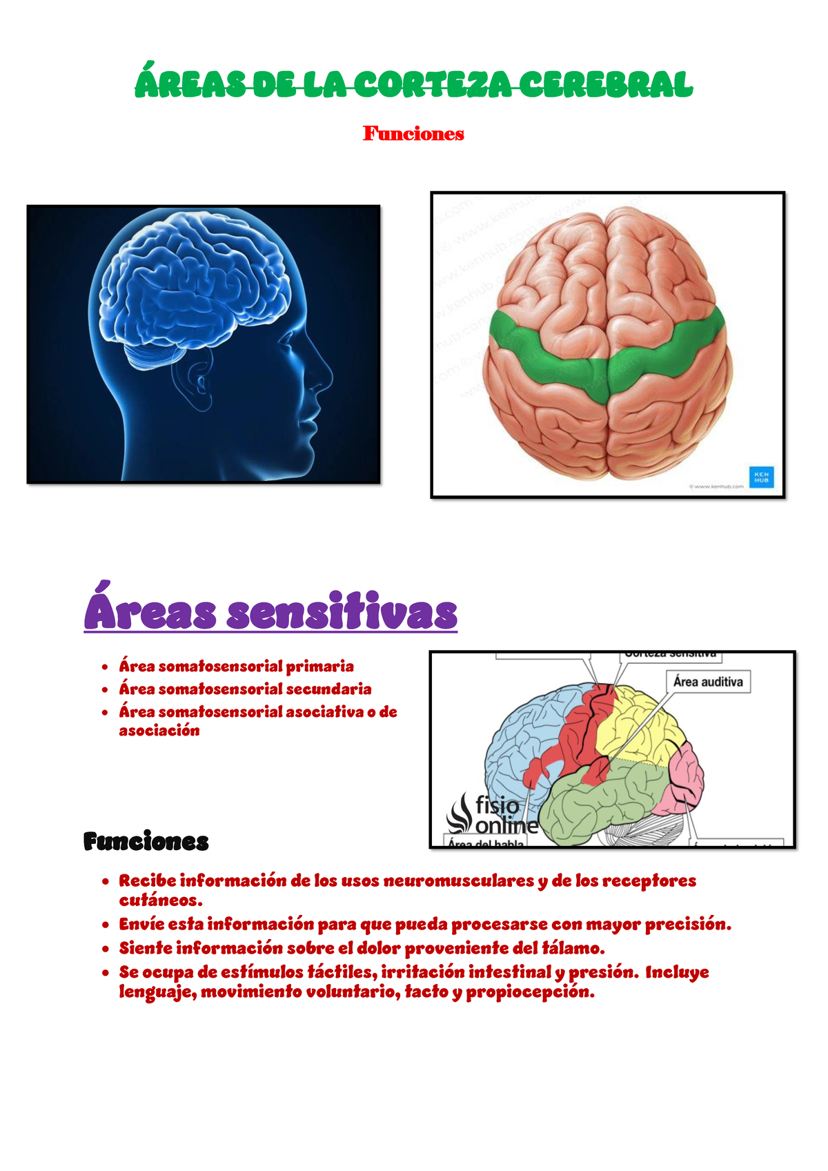 Reas De La Corteza Cerebral Reas De La Corteza Cerebral Funciones Reas Sensitivas Rea